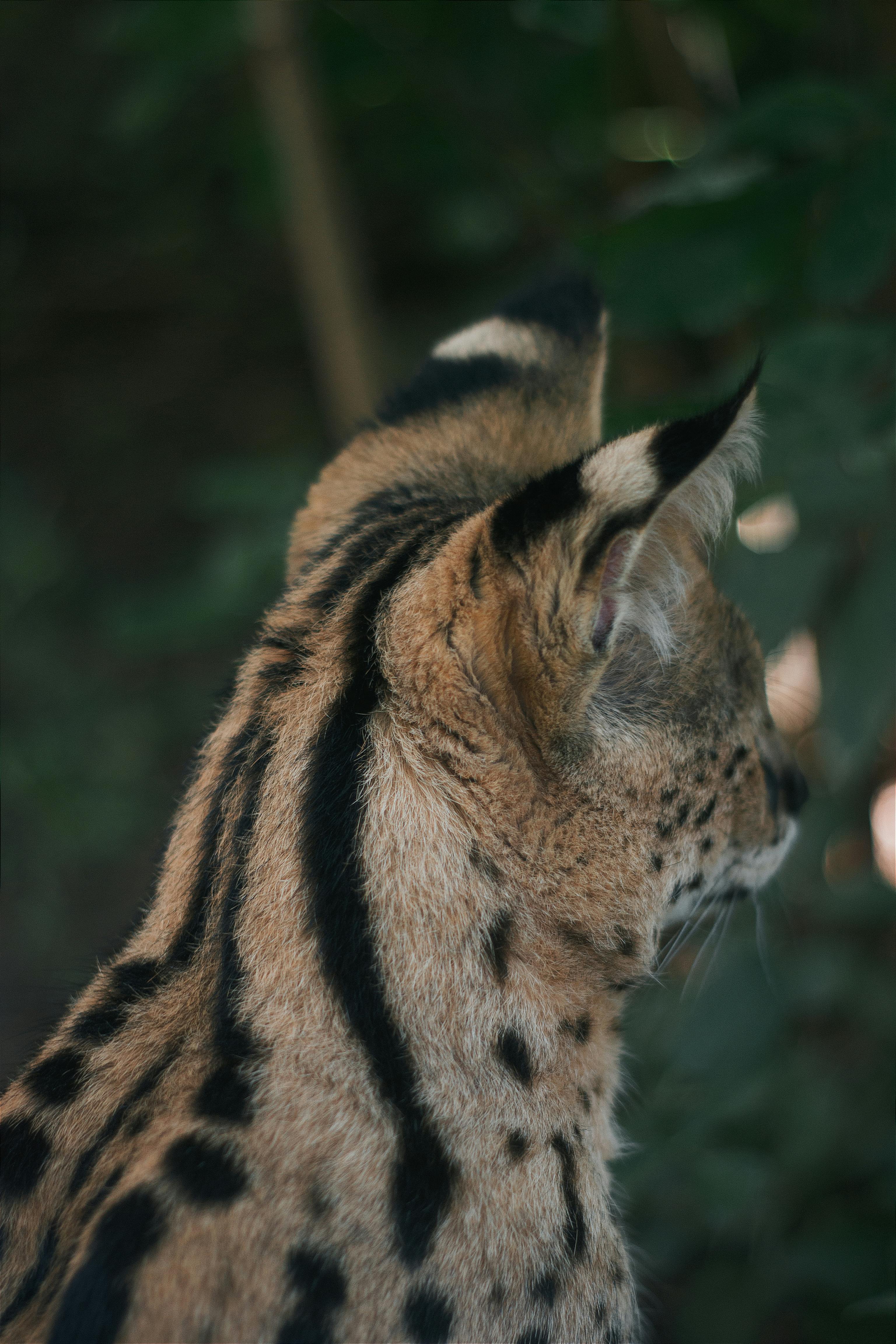 Close Up Of A Serval Cat In Natural Habitat · Free