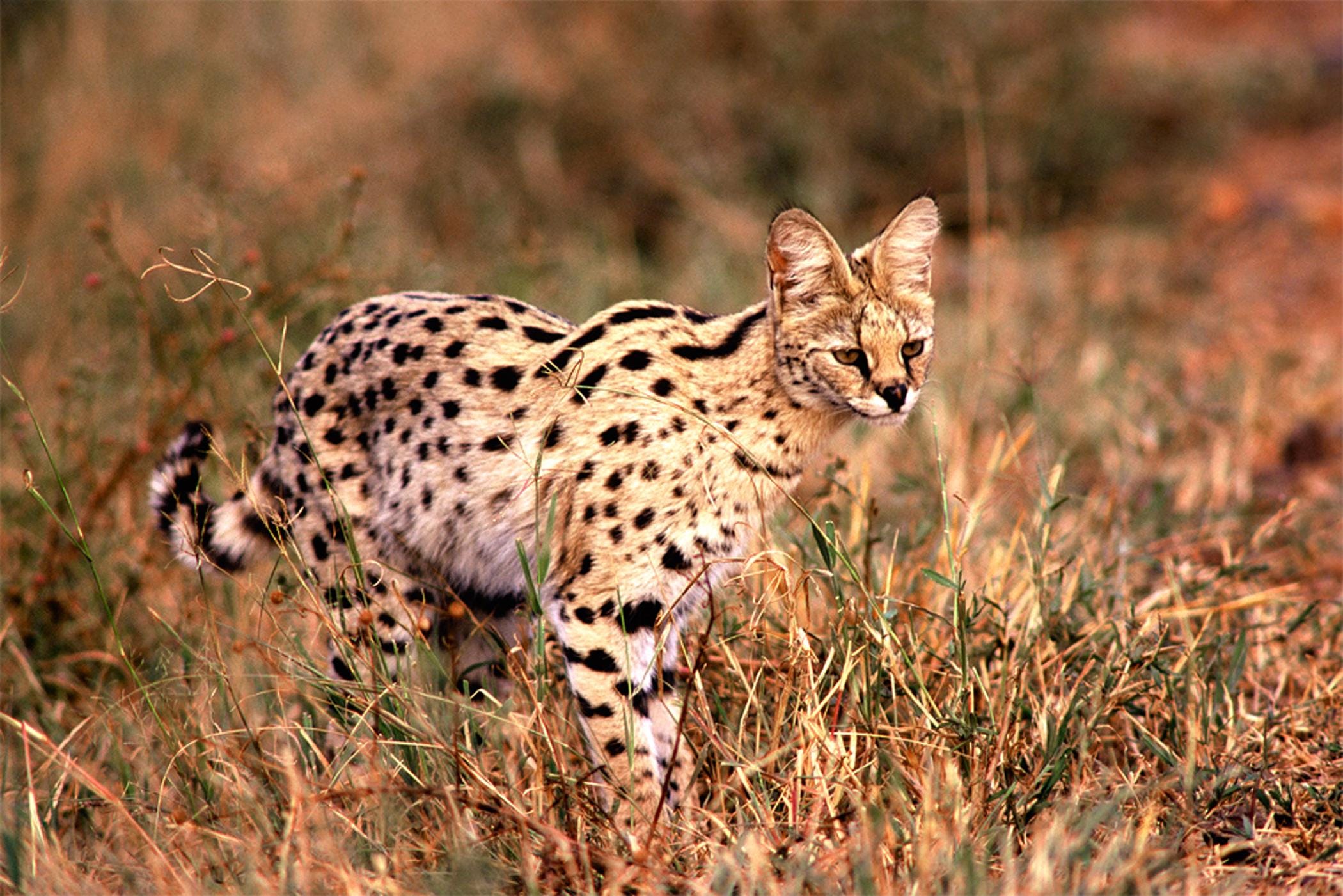 African Wildlife Photo, Wildlife Photo, Small Wildcat Photo, Serval Photo Title: searching for Supper