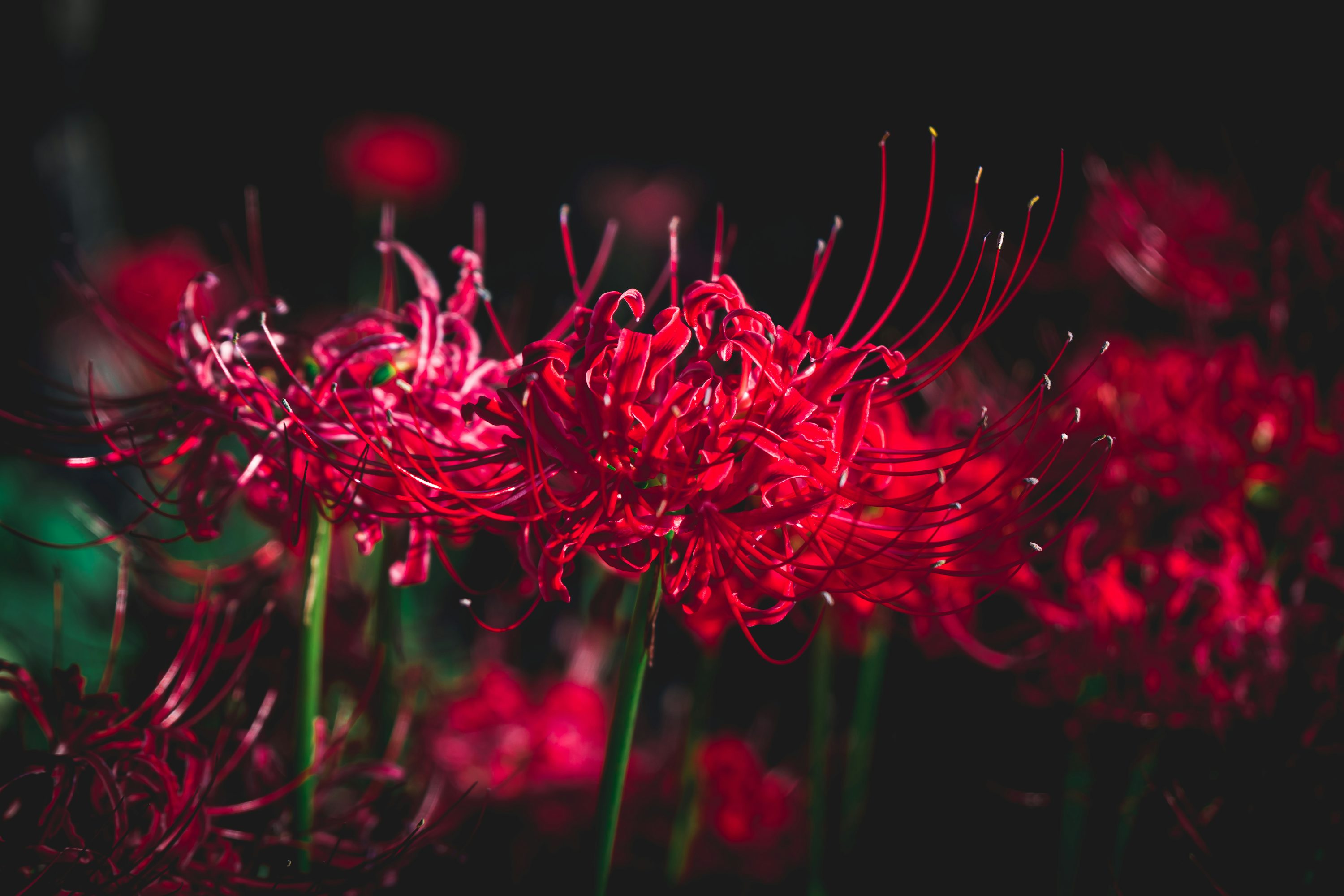 Spider Lily Picture. Download Free Image