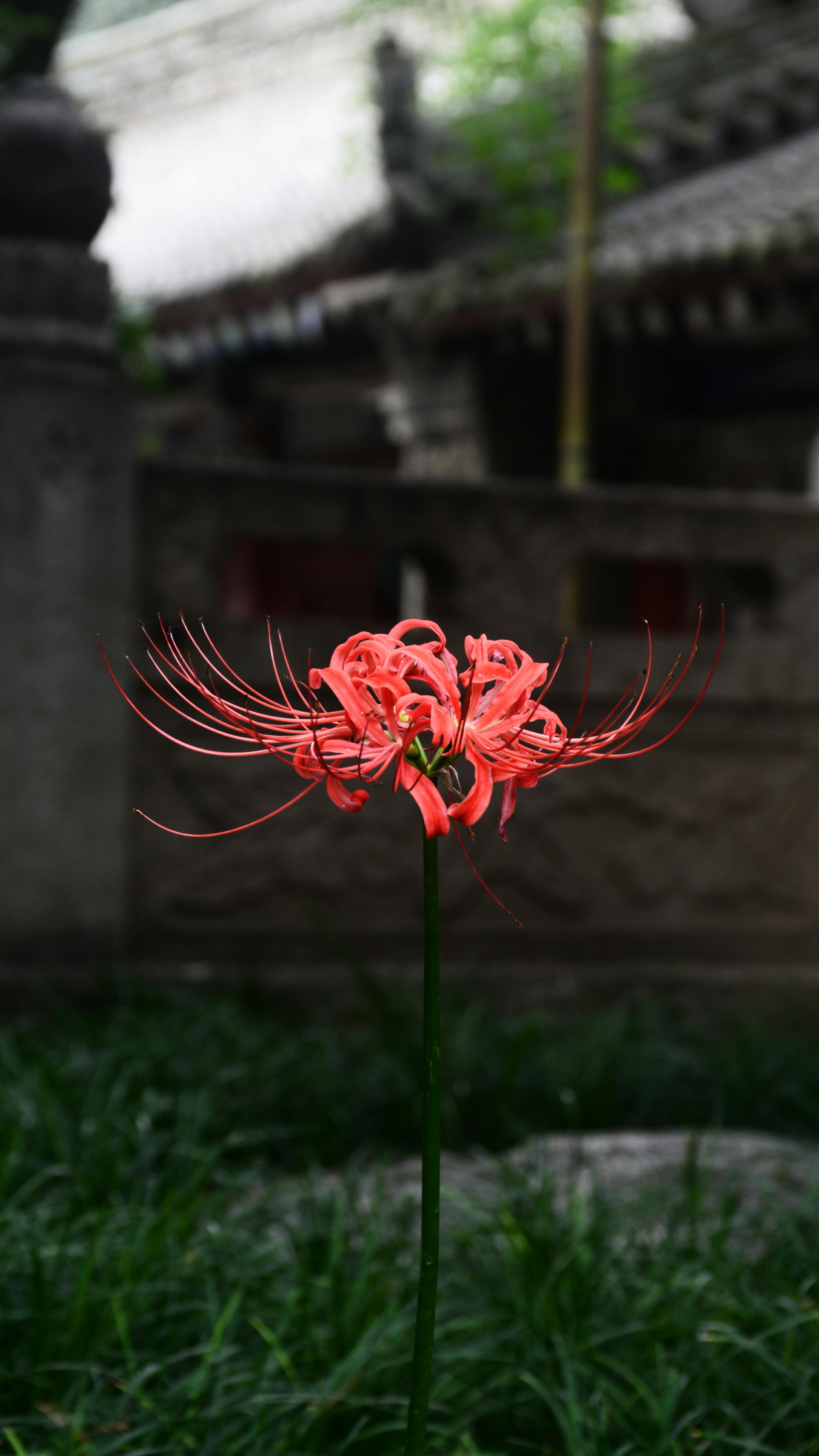 Vibrant Red Spider Lily in Tranquil Garden · Free