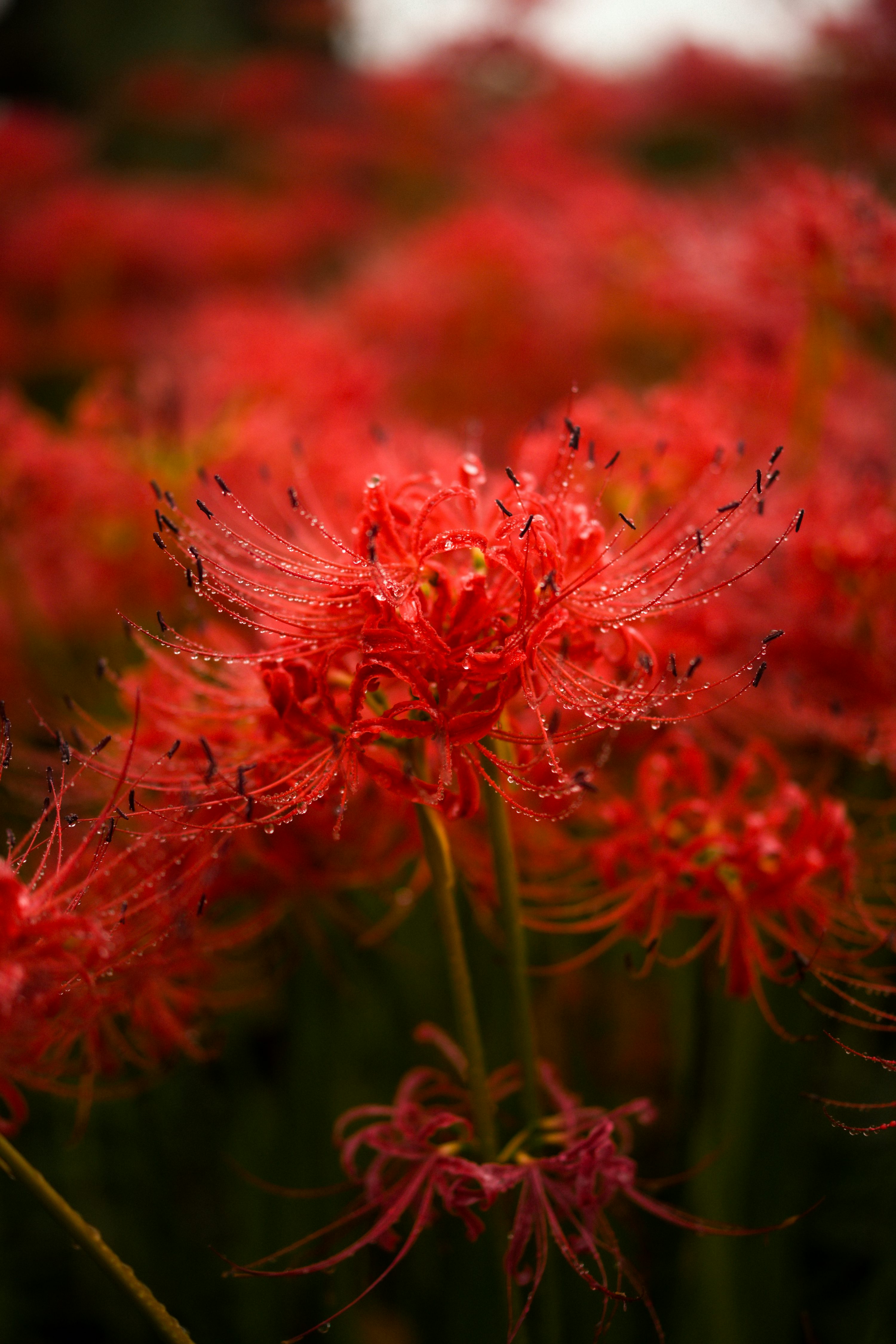 Spider Lily Picture. Download Free Image