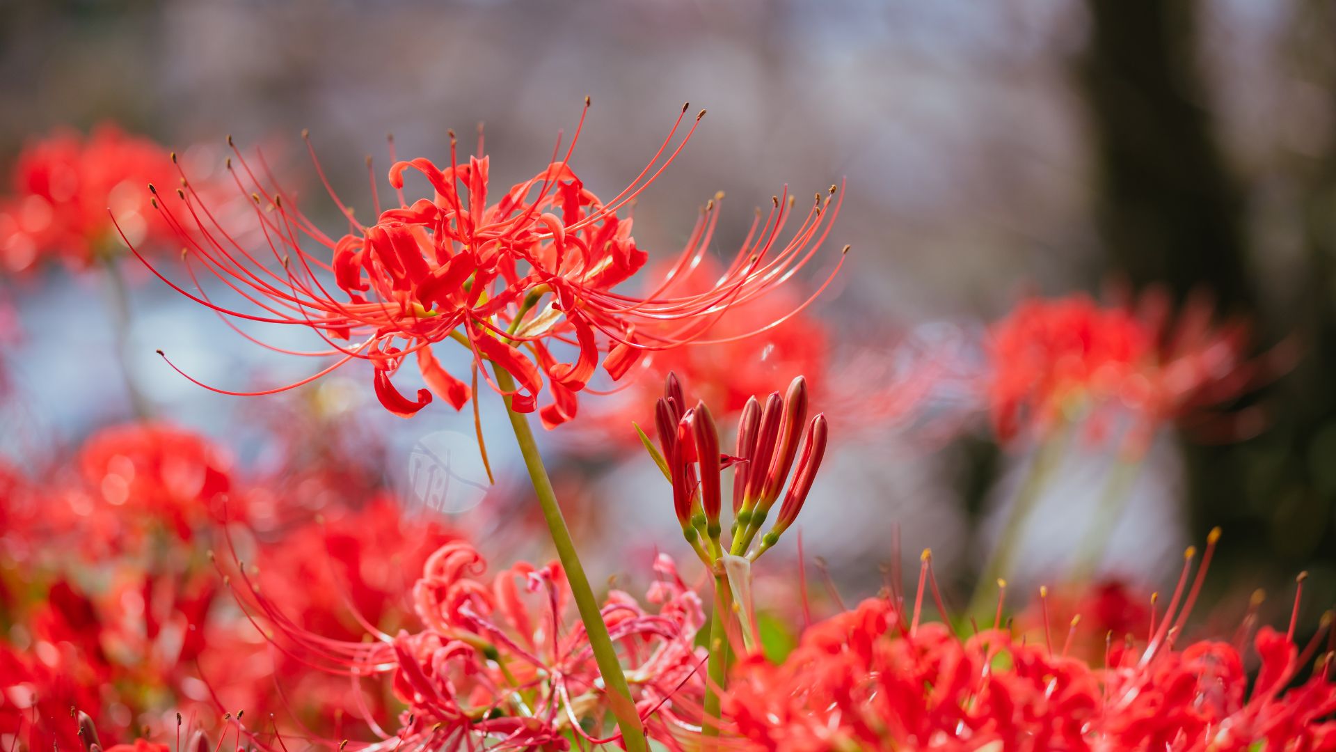 Plant These Spider Lily Bulbs in Containers for a Pretty Fall Bloom