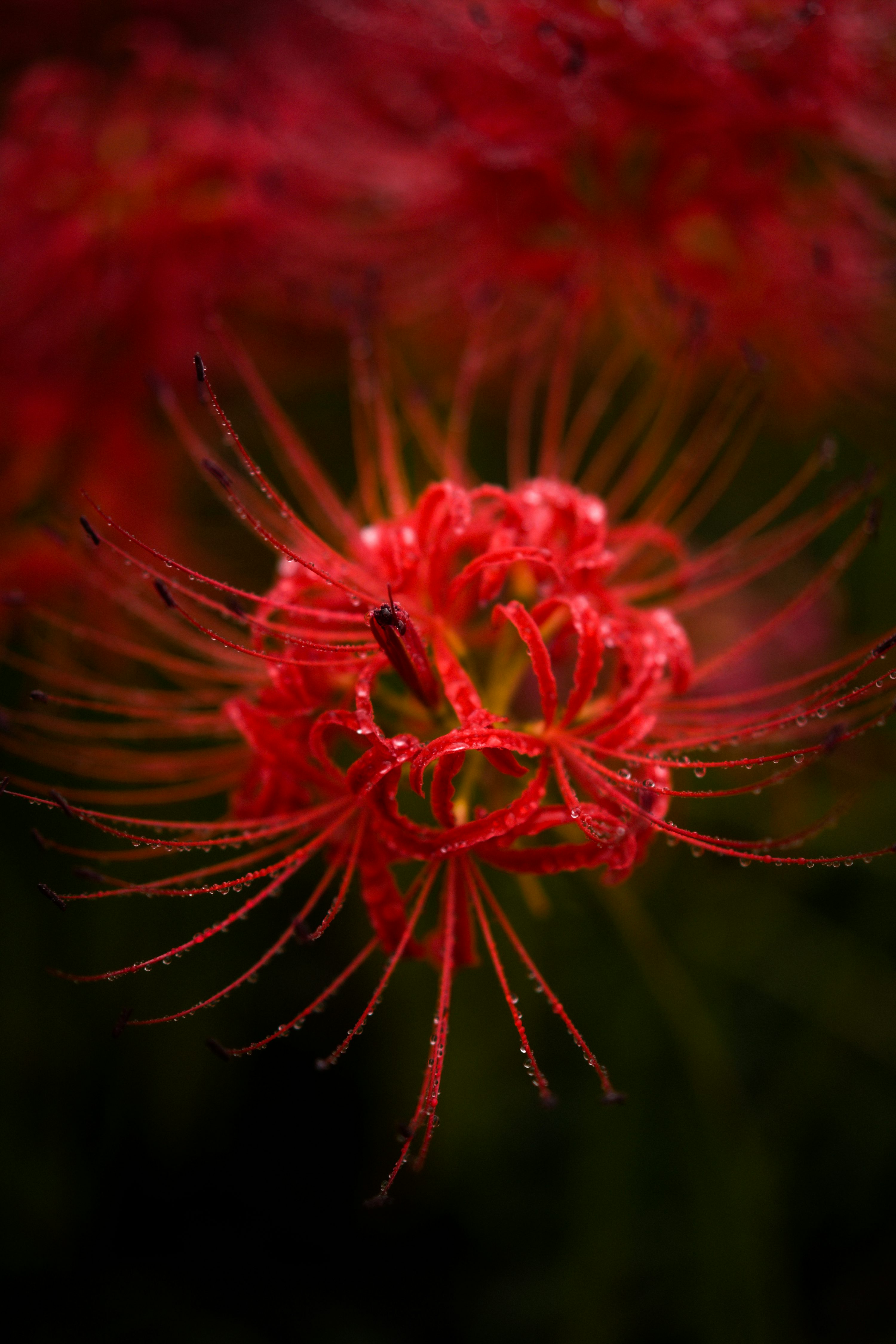 Spider Lily Picture. Download Free Image