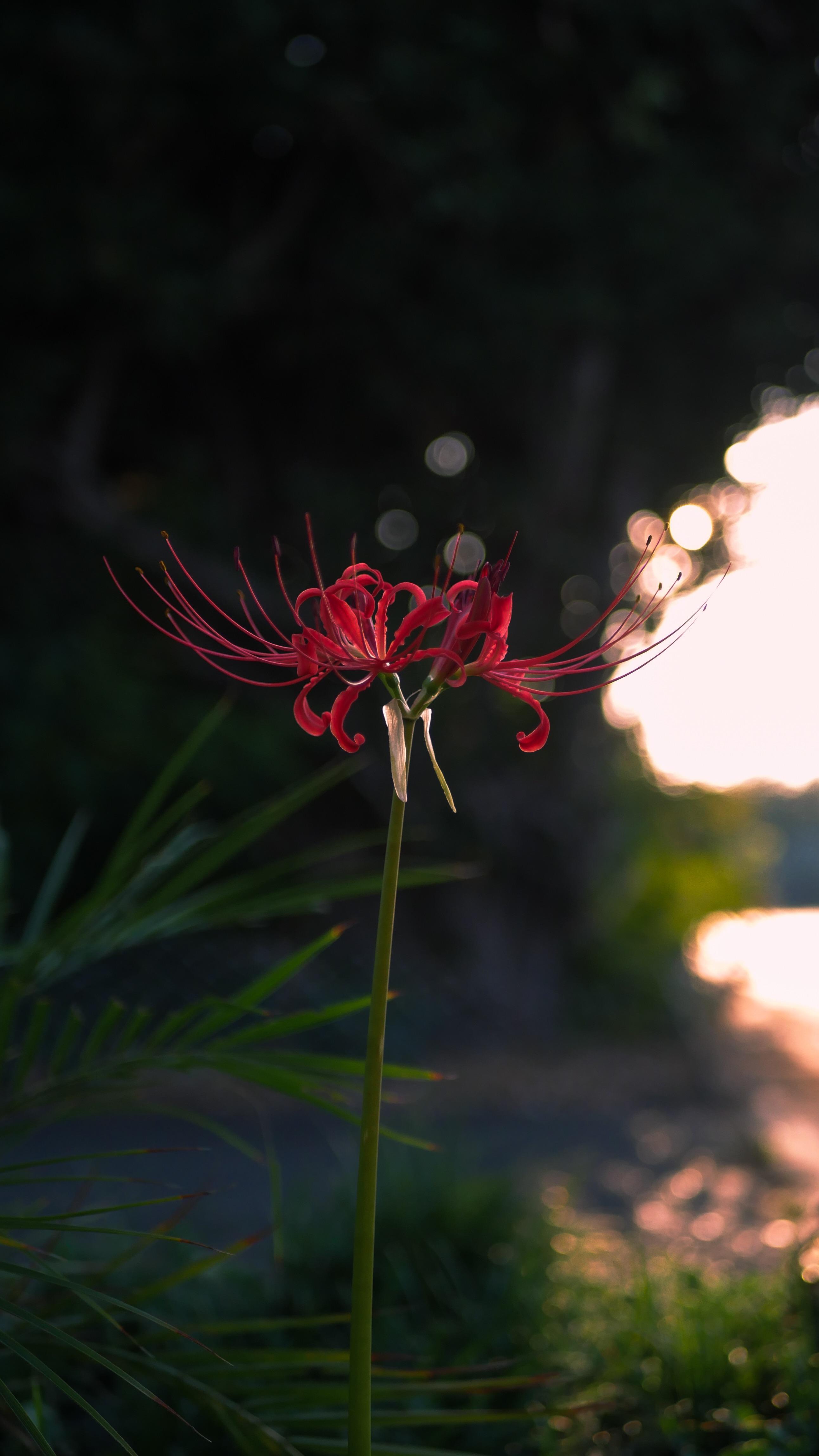 Red Spider Lily (G7 + 25 mm)