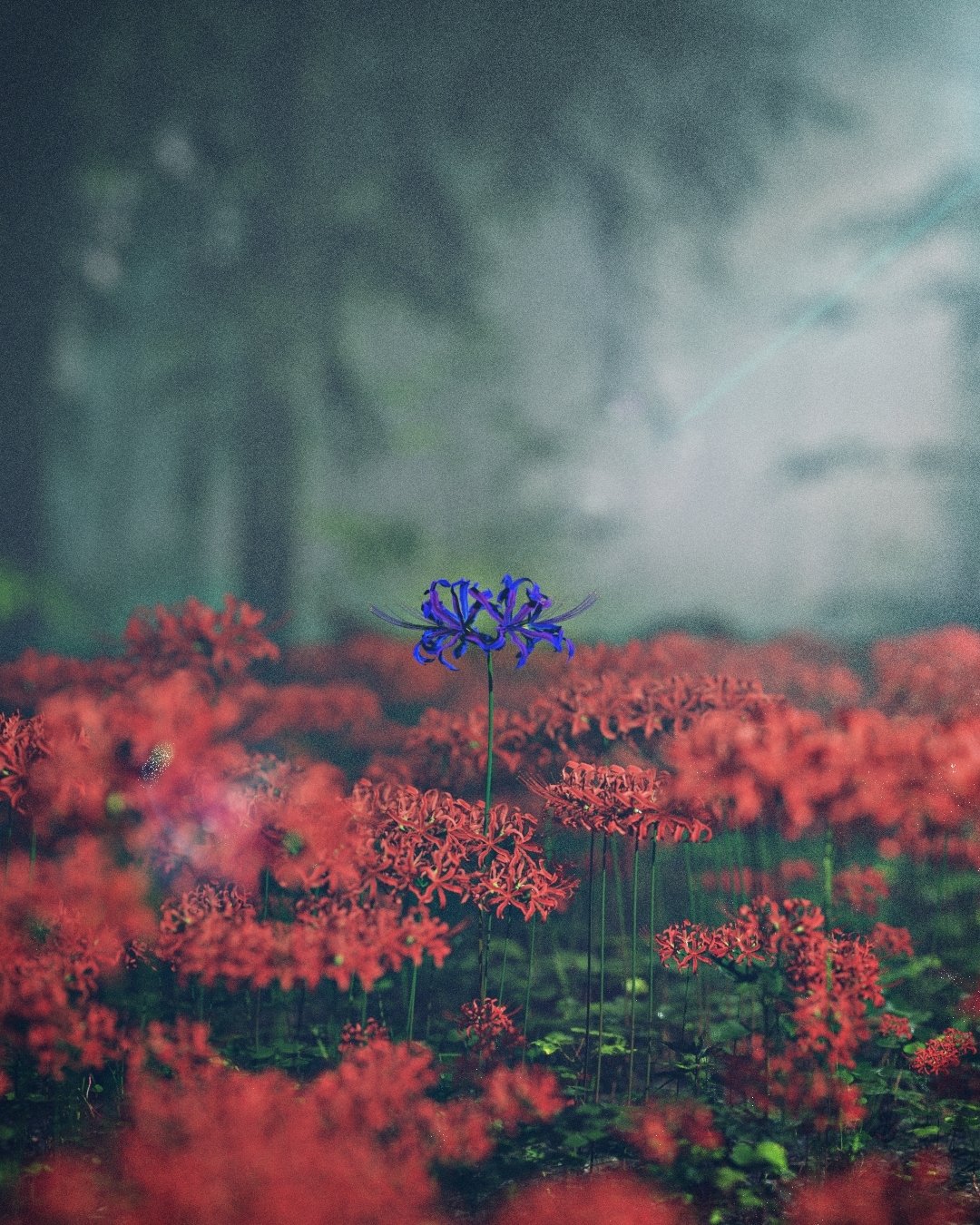 Muzan's Blue Spider Lily in a Sea of Red