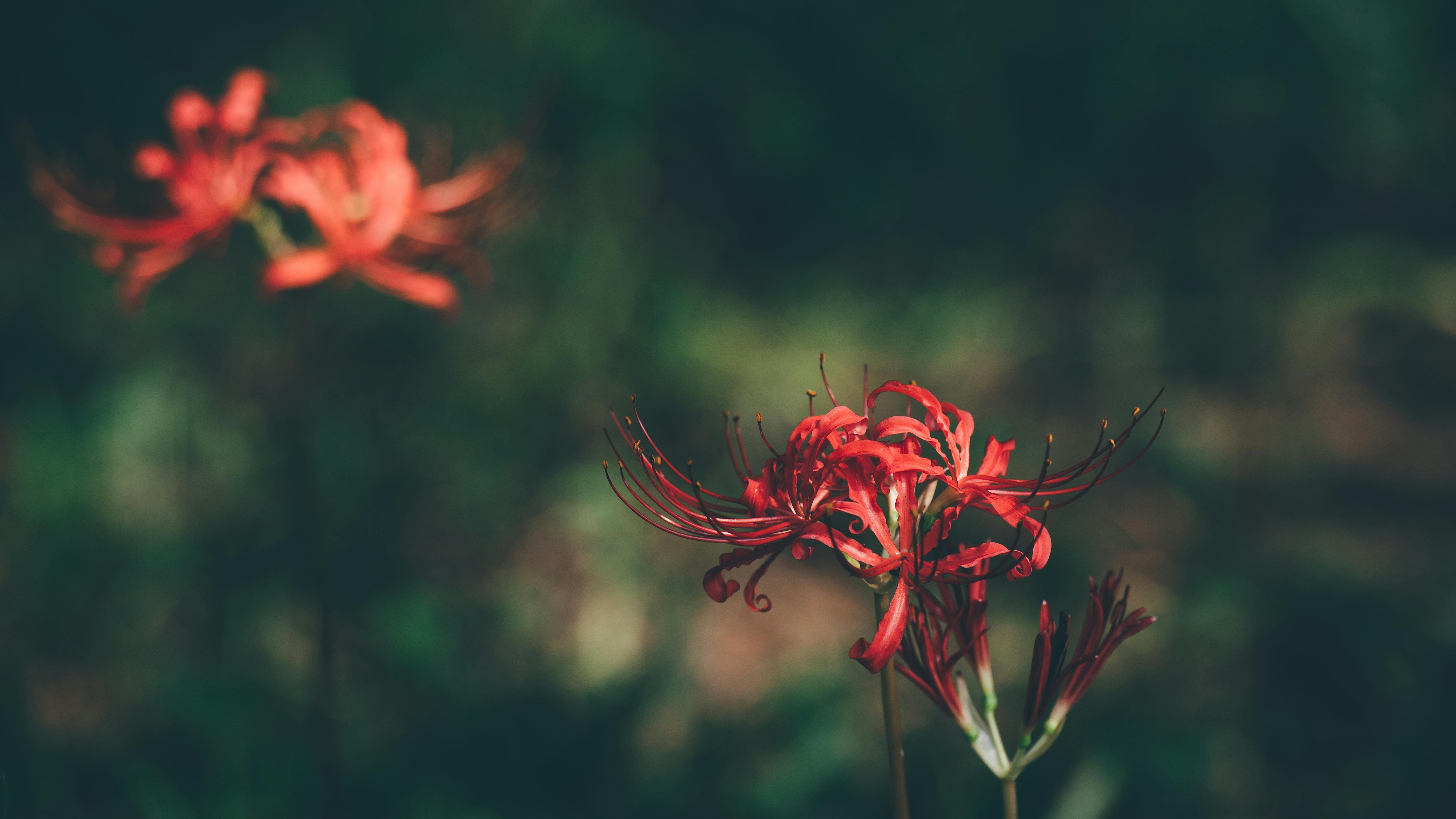 Close Up Of Red Spider Lily In Bloom Outdoors · Free