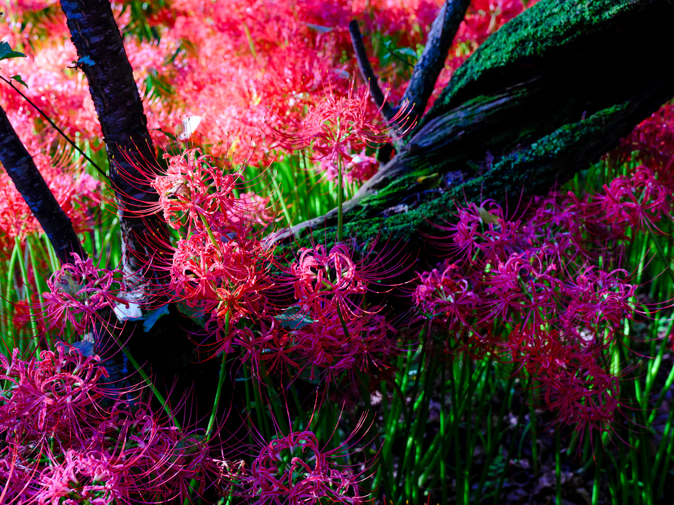 A Vibrant Spider Lily Floral Display in Japan