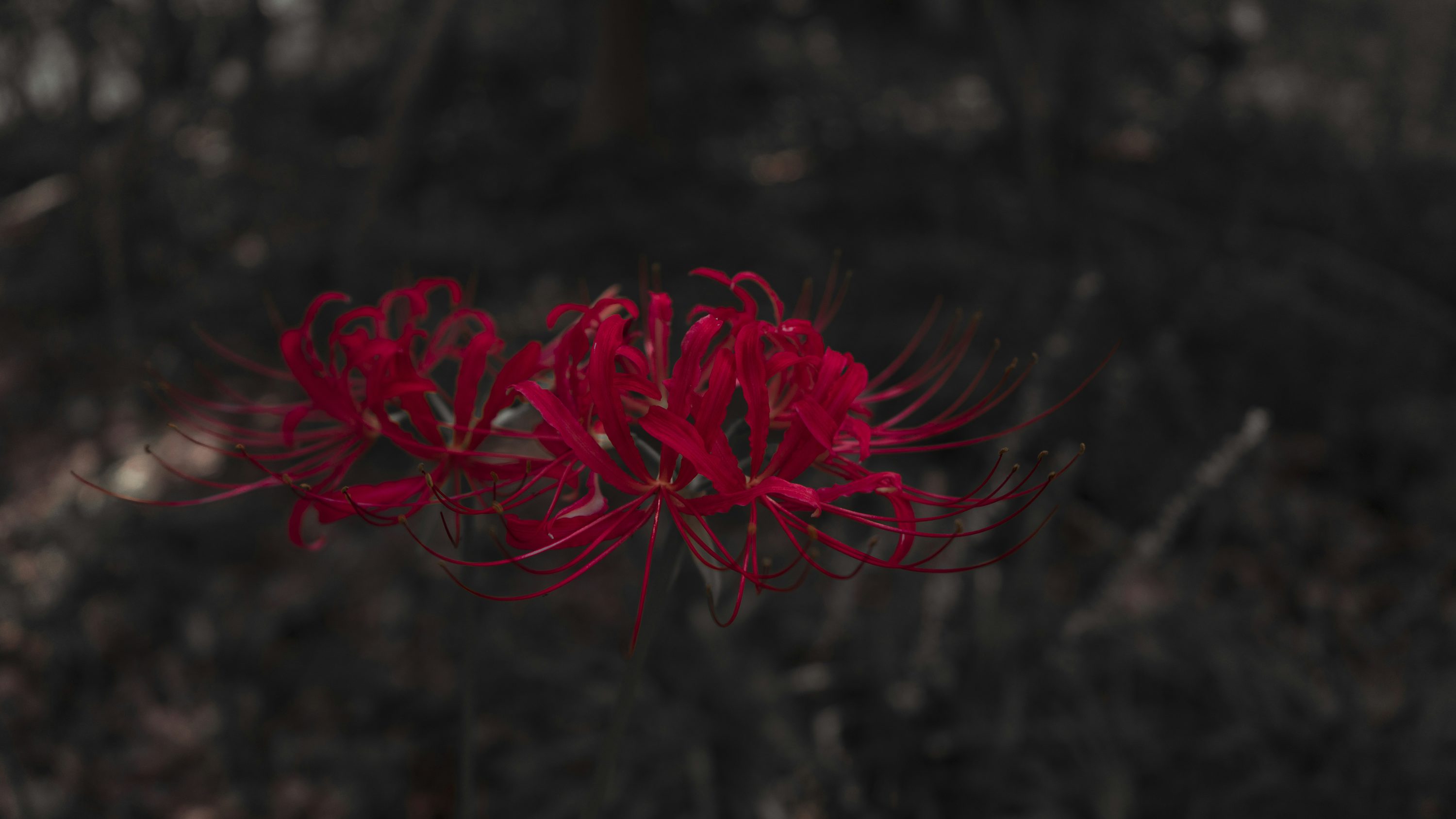 Red Spider Lily Picture. Download Free Image
