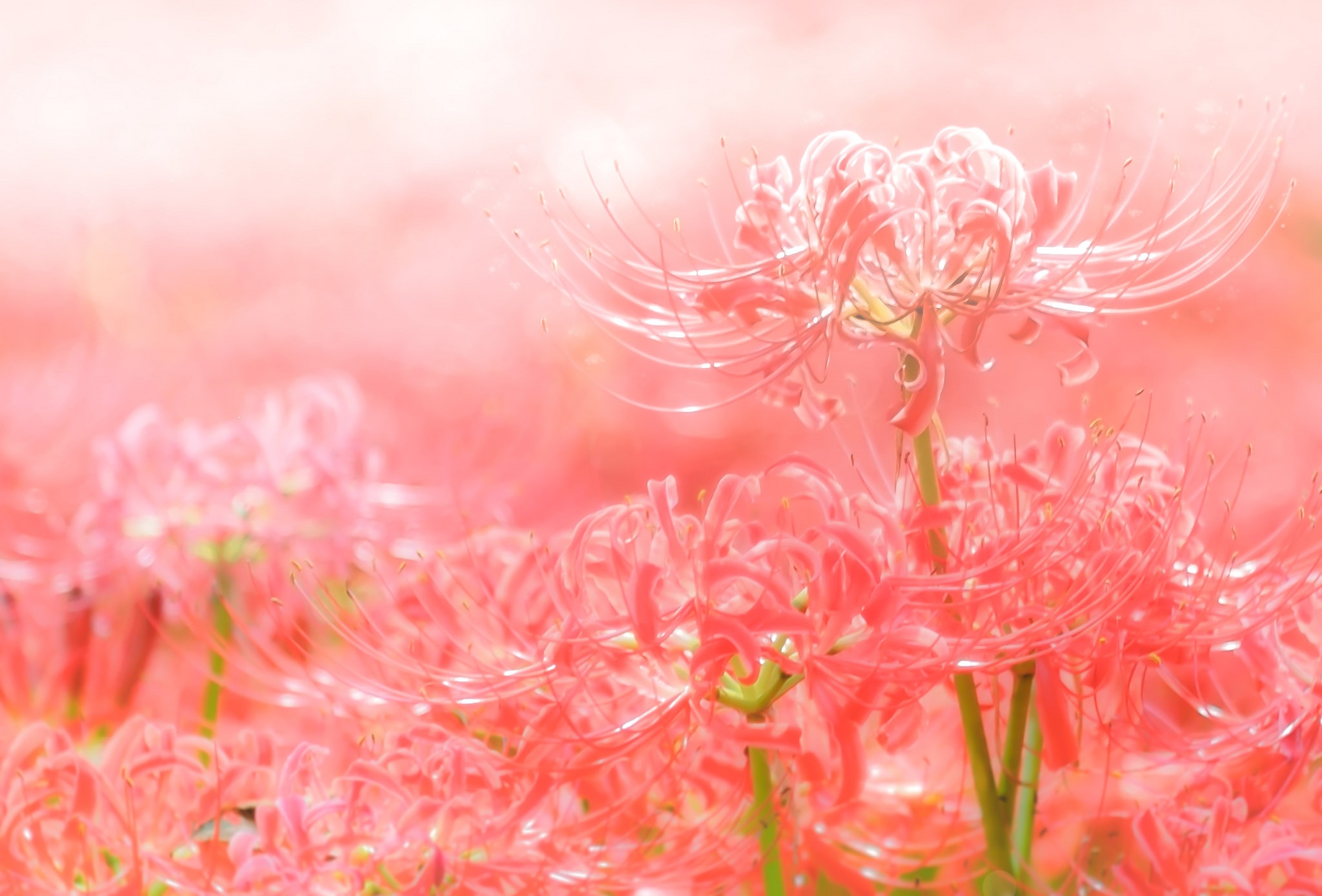 Wallpaper red, petals, spider Lily for mobile and desktop, section цветы, resolution 2048x1388