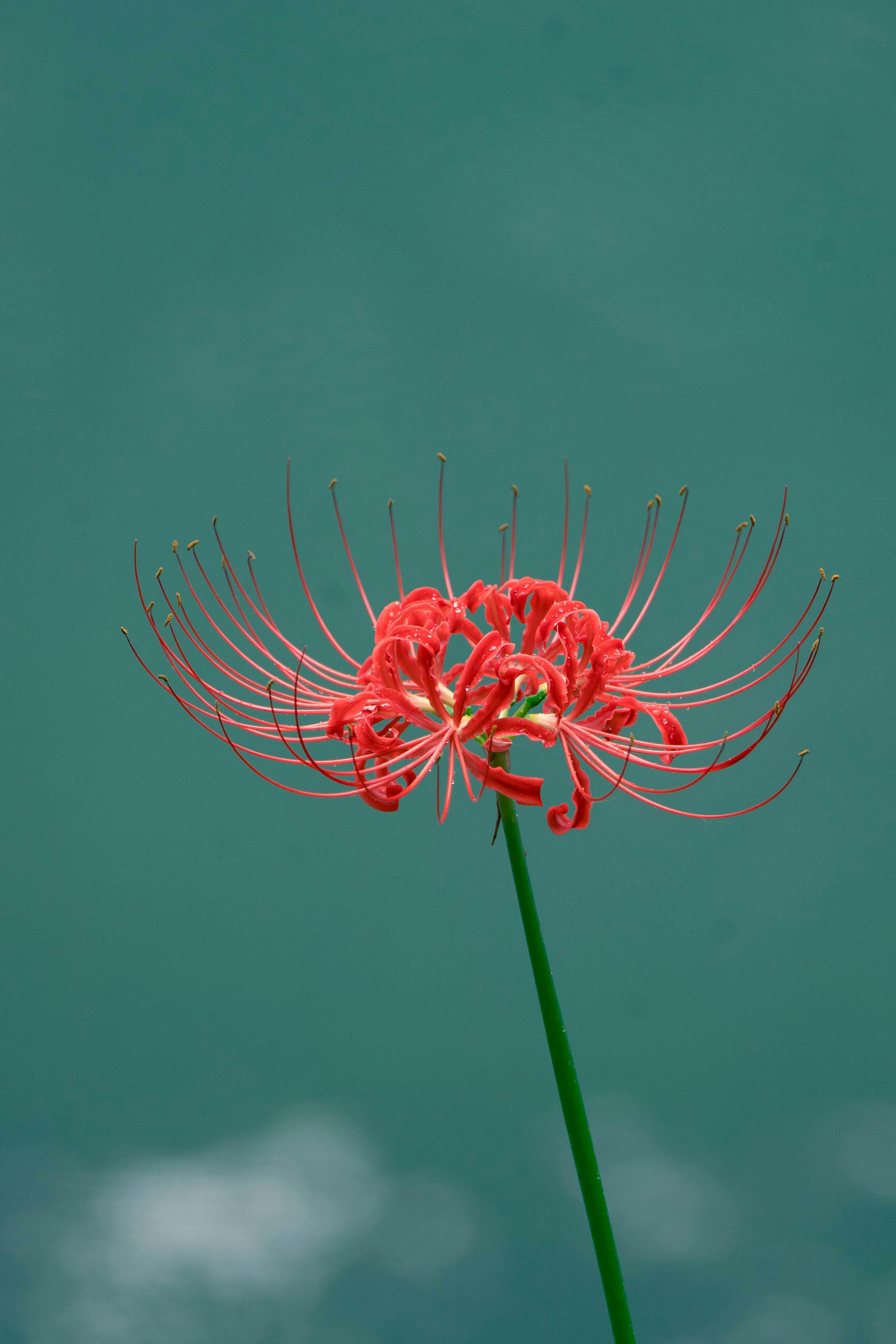 Close Up Of A Red Spider Lily On Green Background · Free