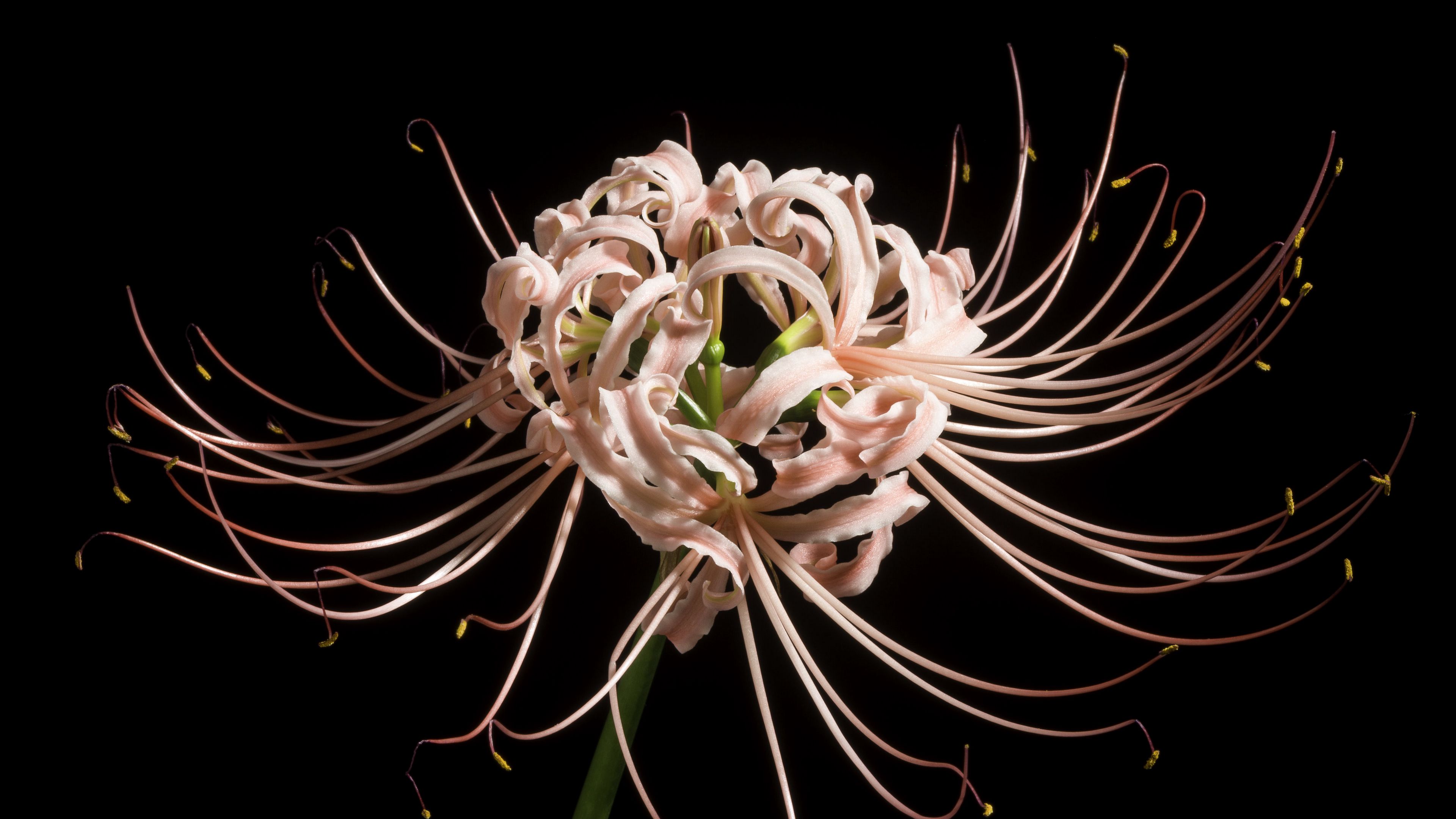 Download wallpaper 3840x2160 spider lily, flower, pink, macro 4k uhd 16:9 HD background
