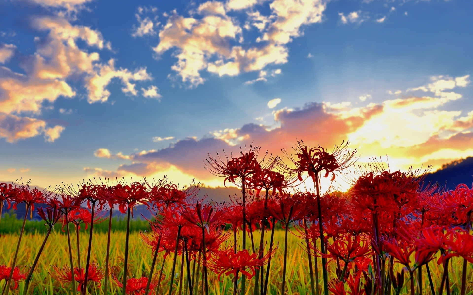 Download Environment Spider Lilies Field Sunrise Wallpaper