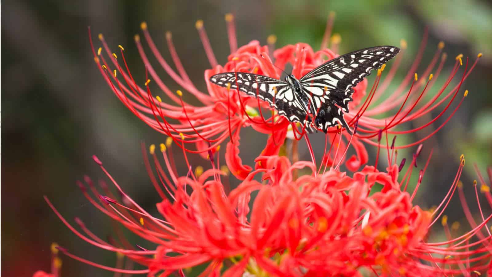 How to Grow and Care for Spider Lily (Lycoris spp.)