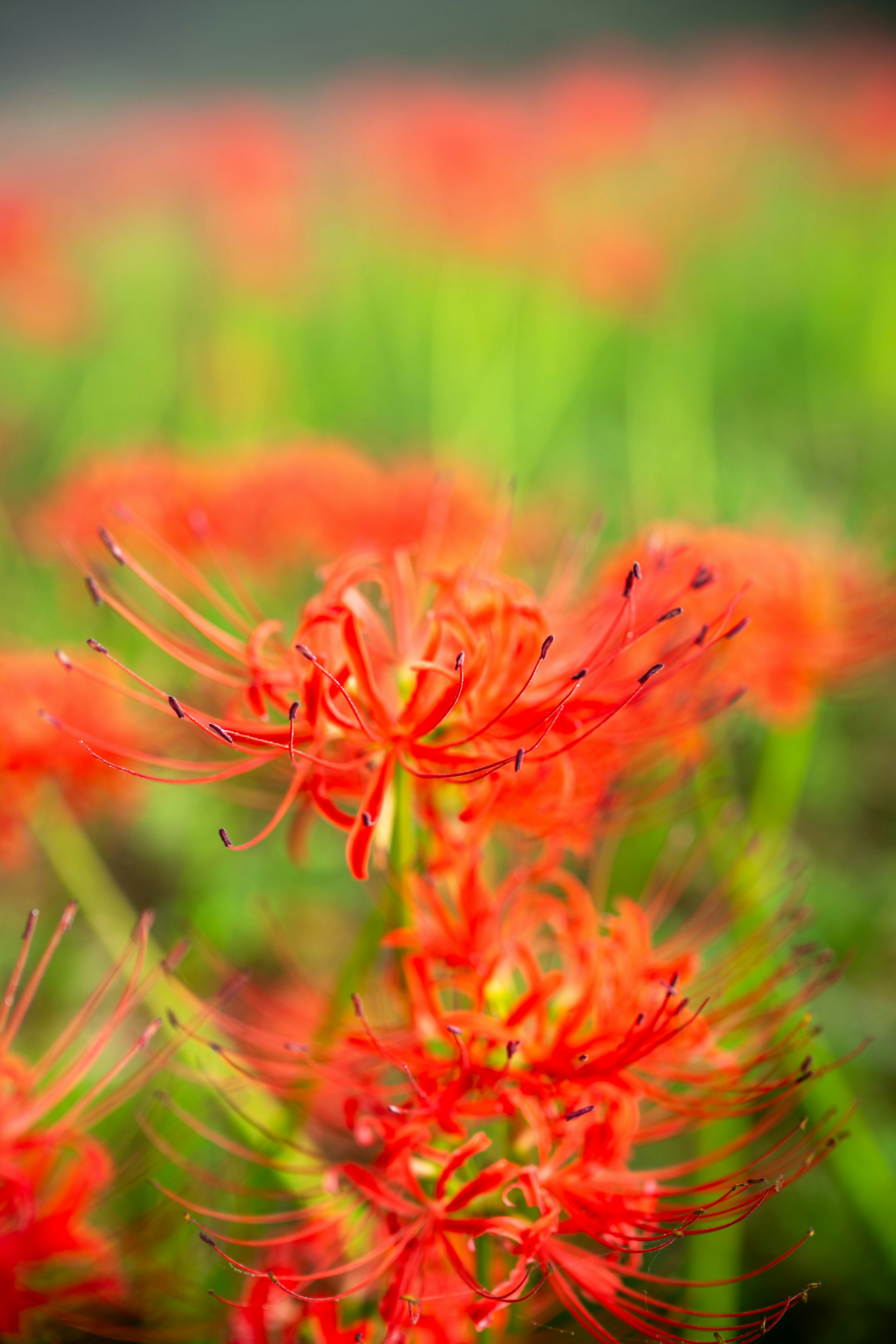 Field of vibrant red spider lilies blooming in summer. photo