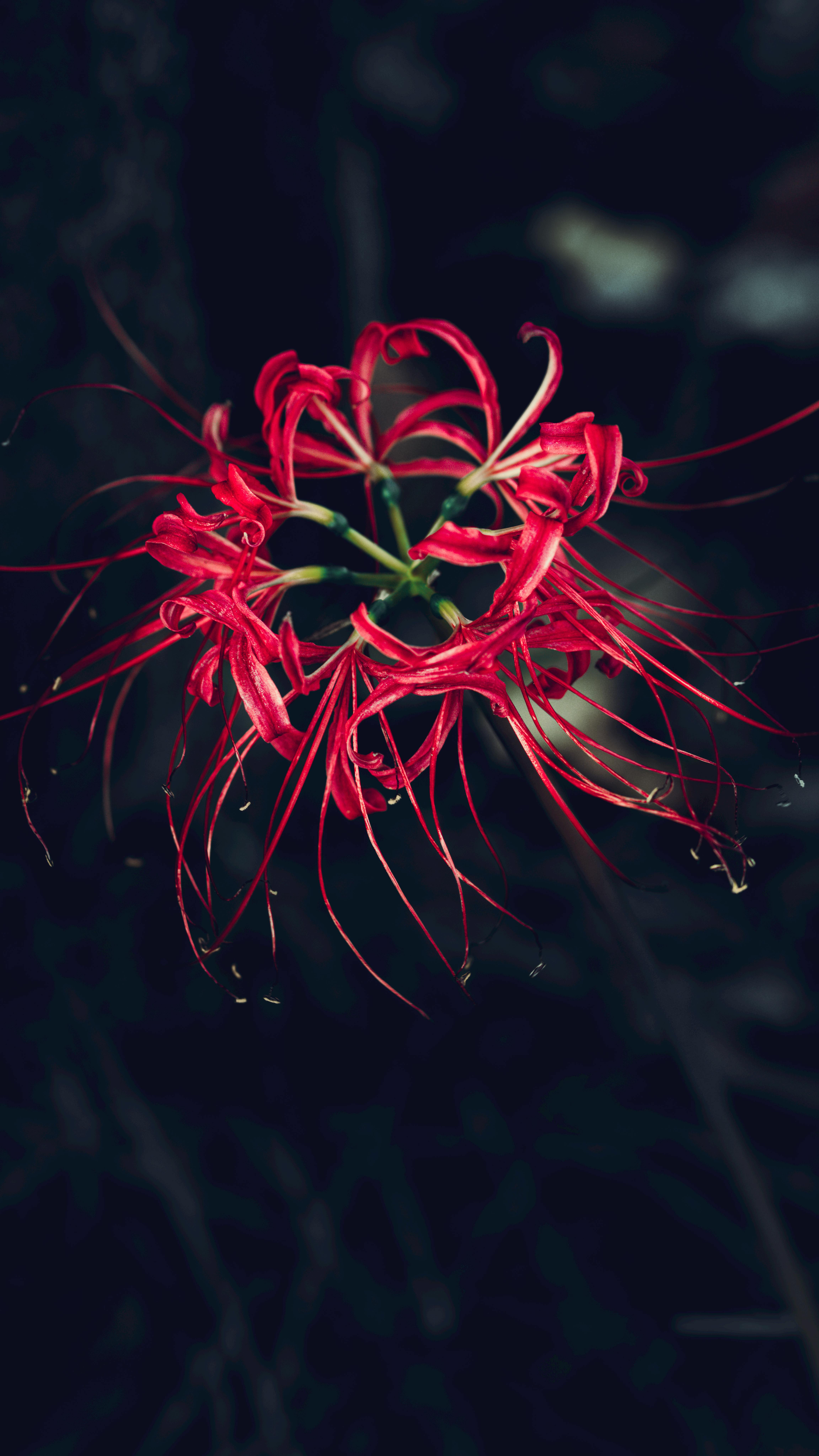 Red Spider Lily Photo, Download The BEST Free Red Spider Lily & HD Image