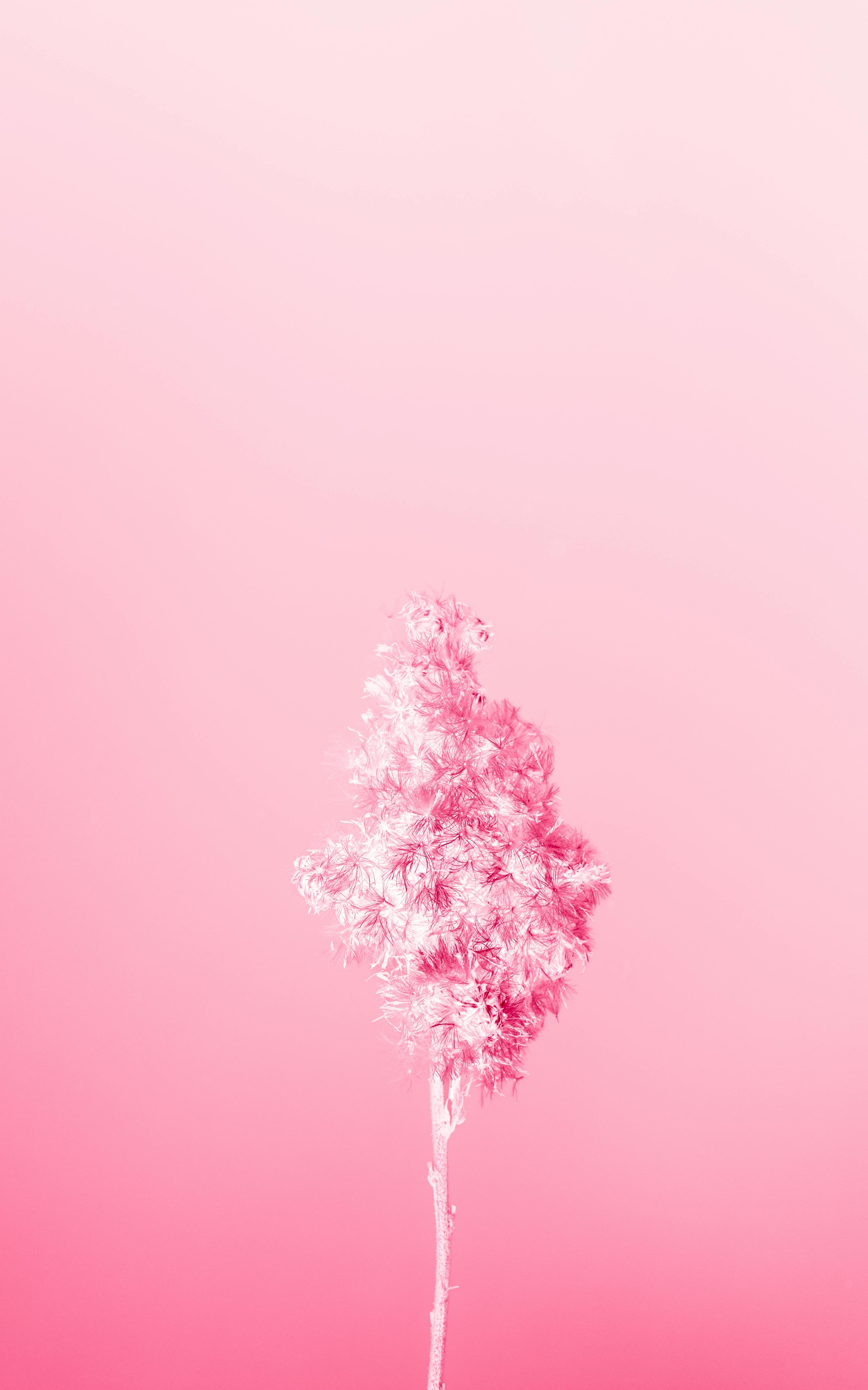 Shades of pink. · Free