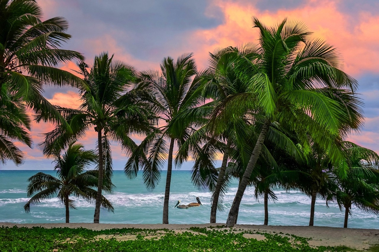 Caribbean, Tropical, Beach, Sunrise, Cuba, Sea, Island, Pelicans, Palm Trees, Sand, Nature, Landscape Wallpaper HD / Desktop and Mobile Background