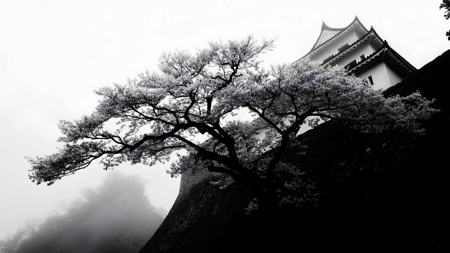 Samurai Japan Himeji Castle Cherry Blossom Desktop Wallpaper