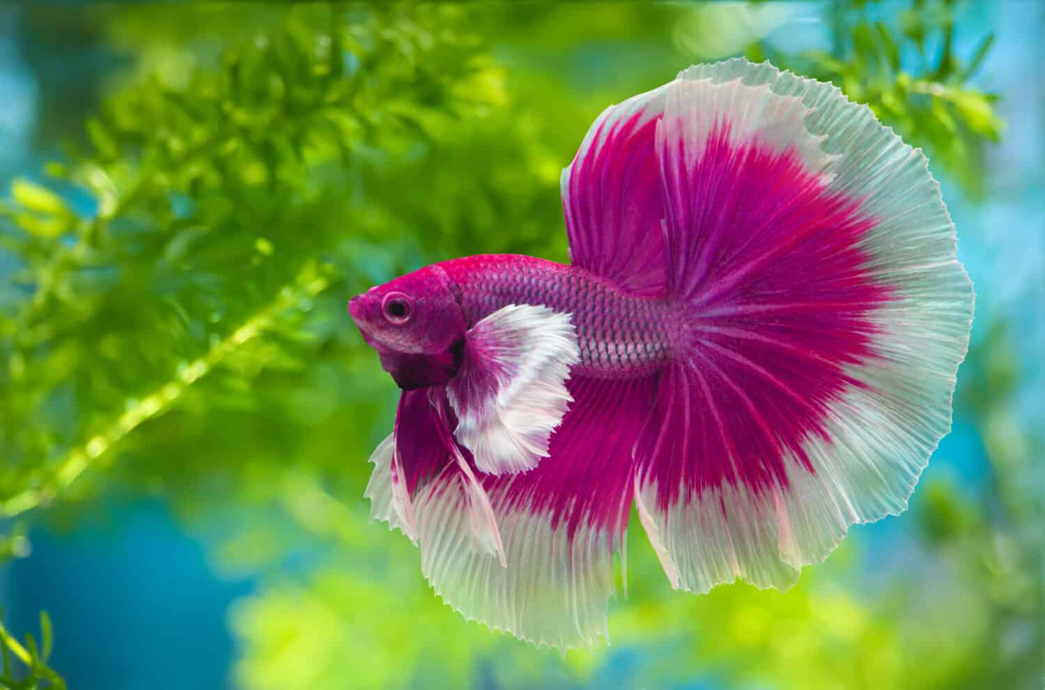Discover The 20 Rarest And Most Unique Betta Fish Colors Z Animals