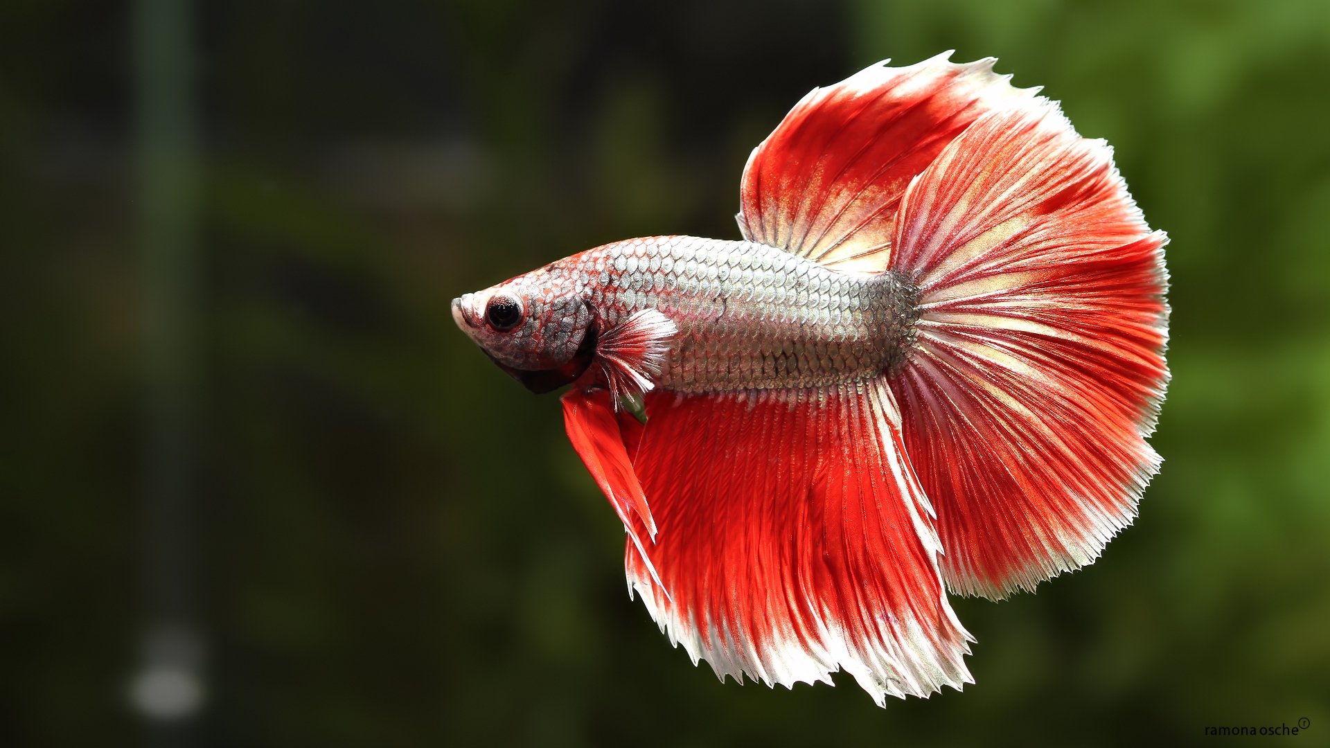 betta, Siamese, Fighting, Fish, Colorful, Tropical Wallpaper HD / Desktop and Mobile Background