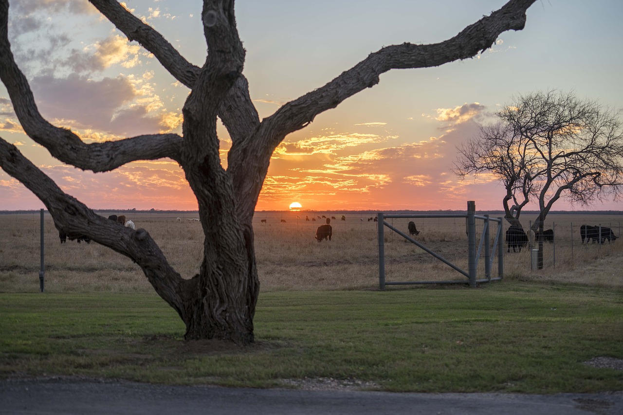 West texas, ranch, sunset, free picture, free photo