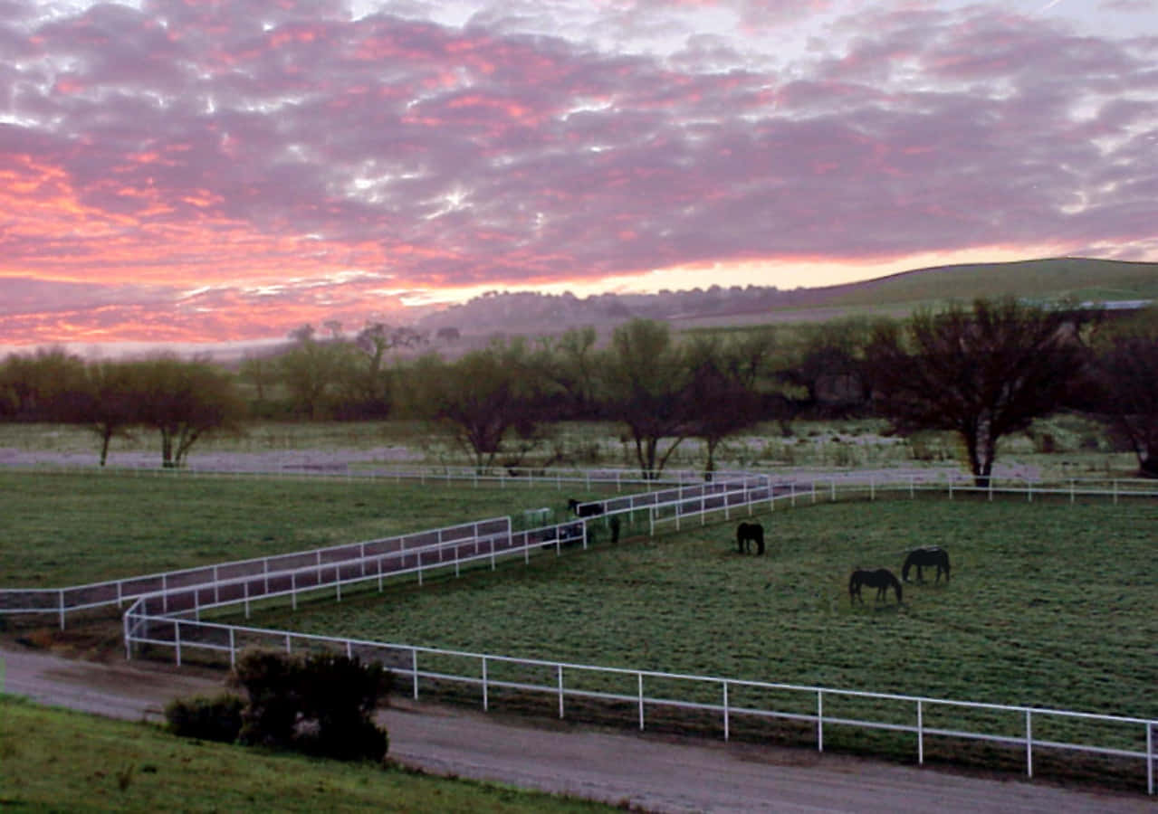 Download Experience the Western Lifestyle at King Ranch Texas