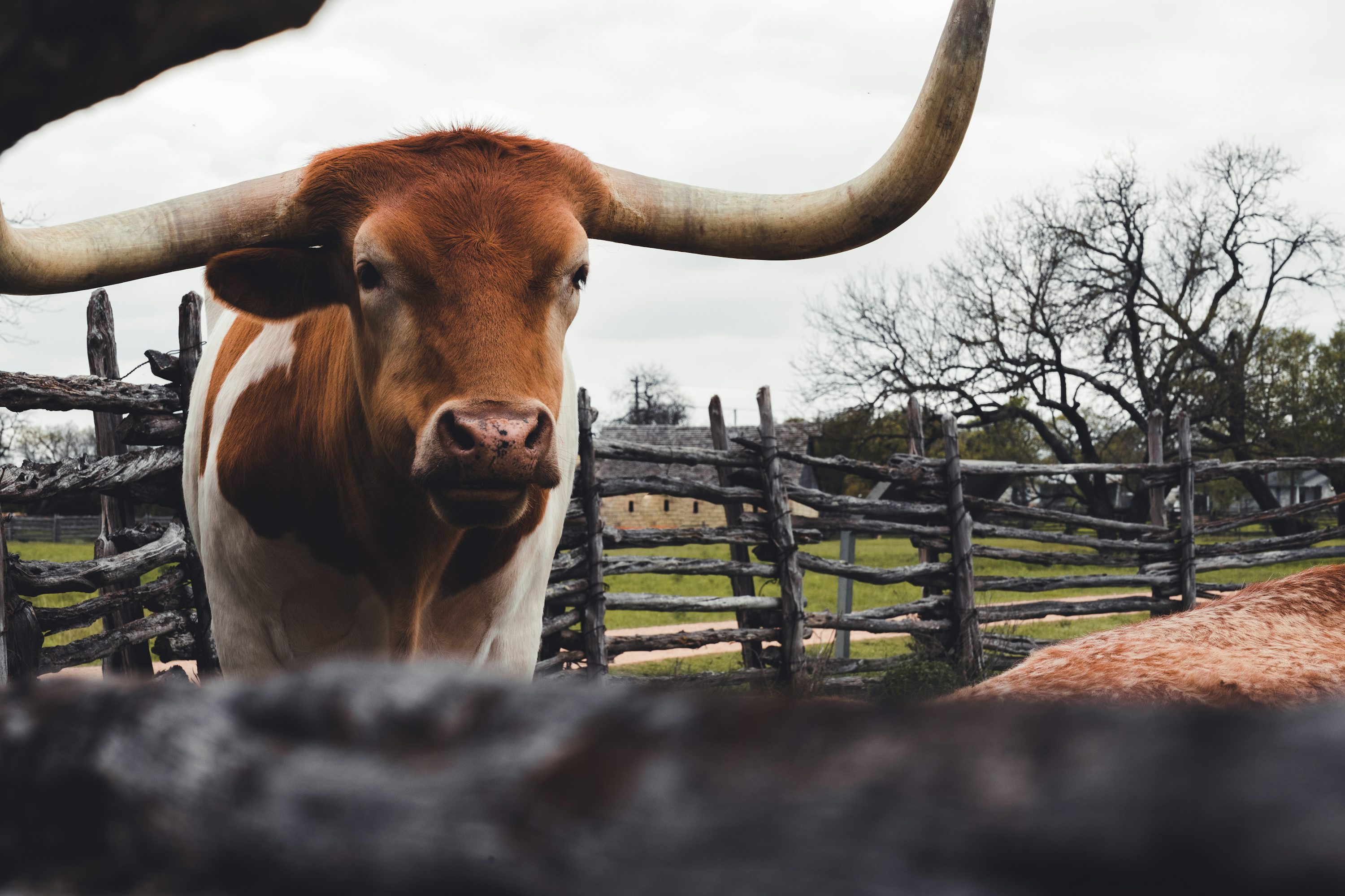 Texas Farm Picture. Download Free Image
