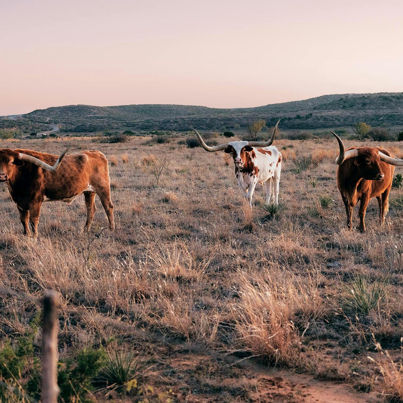 Big Texas Ranches Are Still Selling for Big Texas Bucks