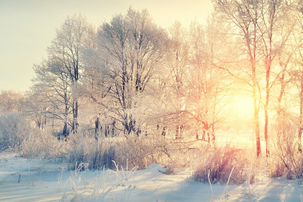 Wilderness Winter Snowy Forest Sunrise Landscape Photo Cool Wall Art Print Poster 24x16