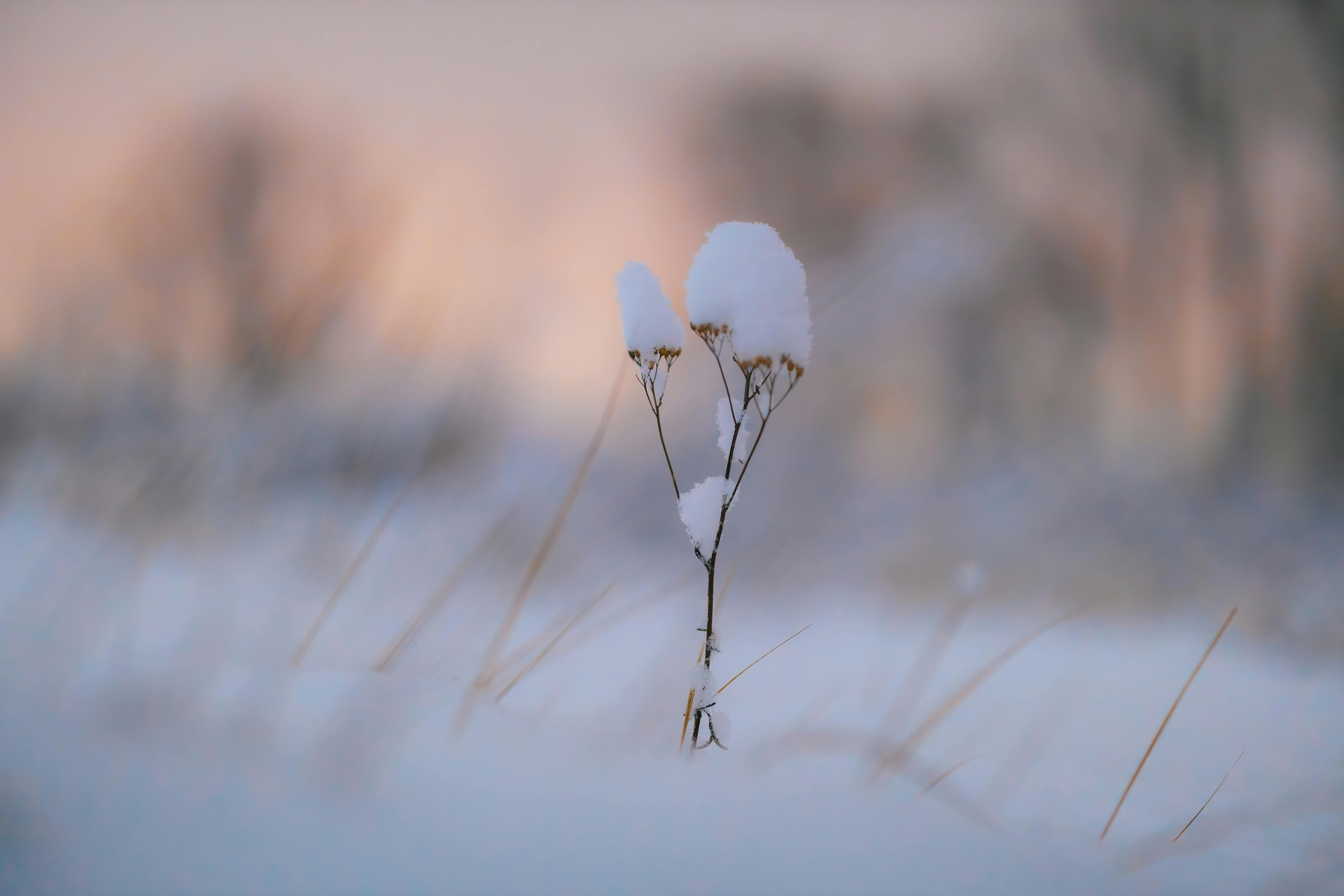 Serene Winter Landscape With Snow Covered Plants · Free