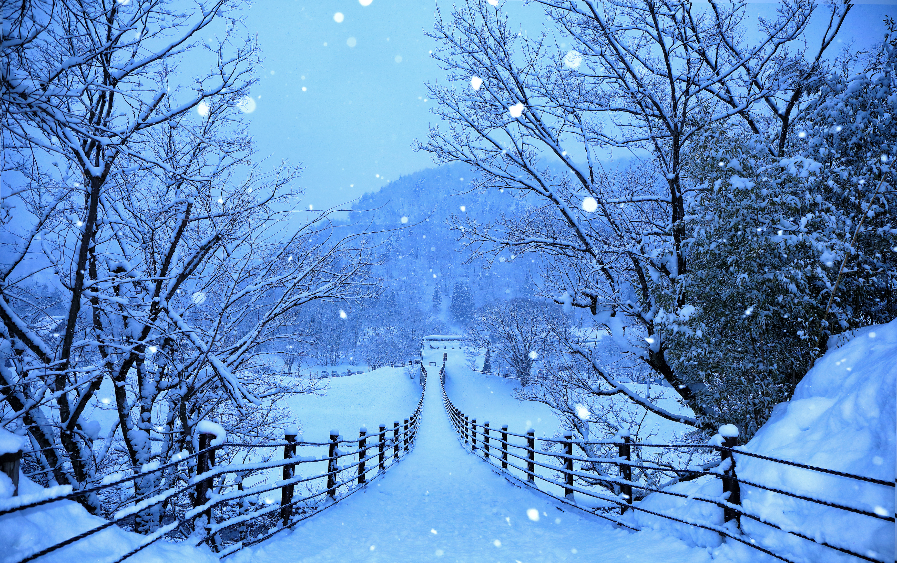 Wallpaper Winter, Snow, Blue, Tree, Freezing, Background Free Image