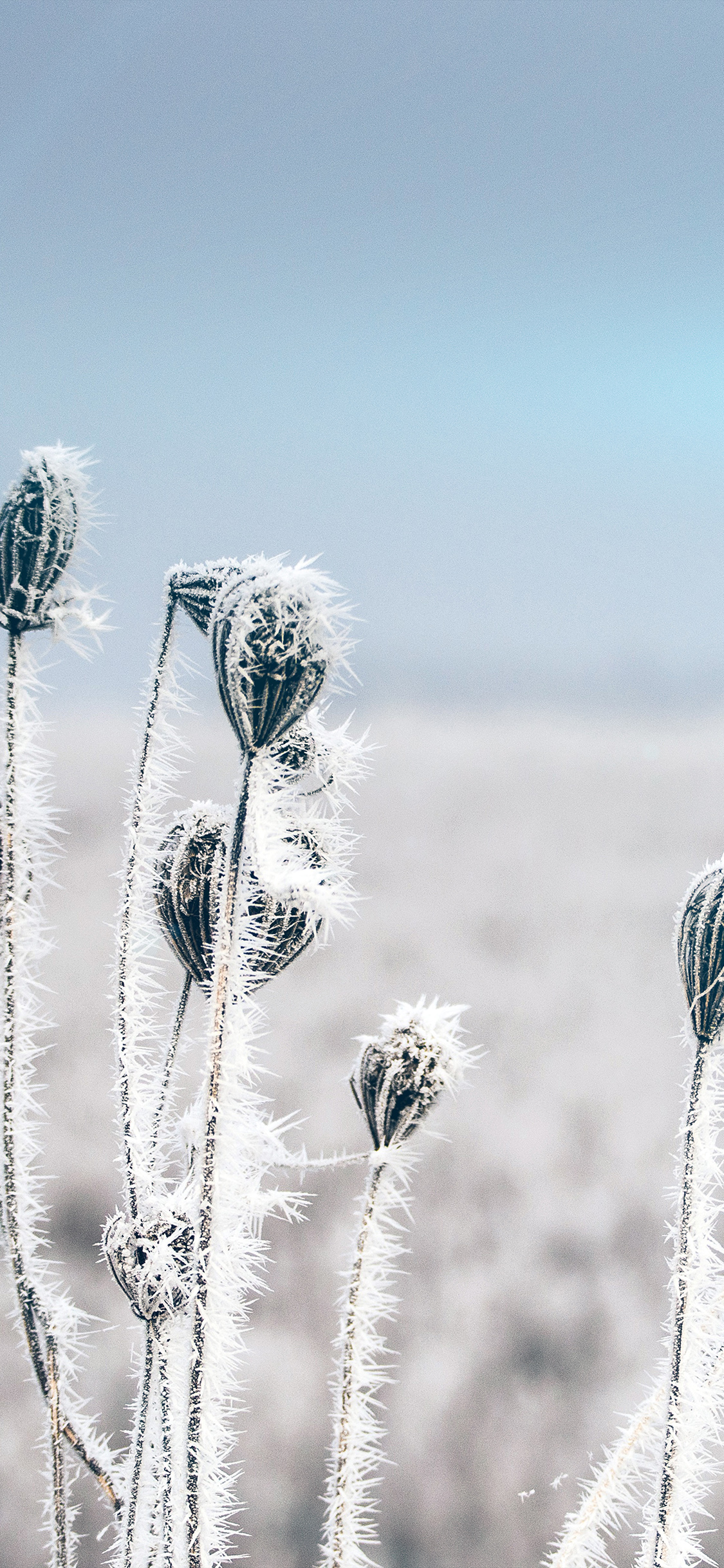 iPhone X wallpaper. snow cold winter flower bokeh nature flare