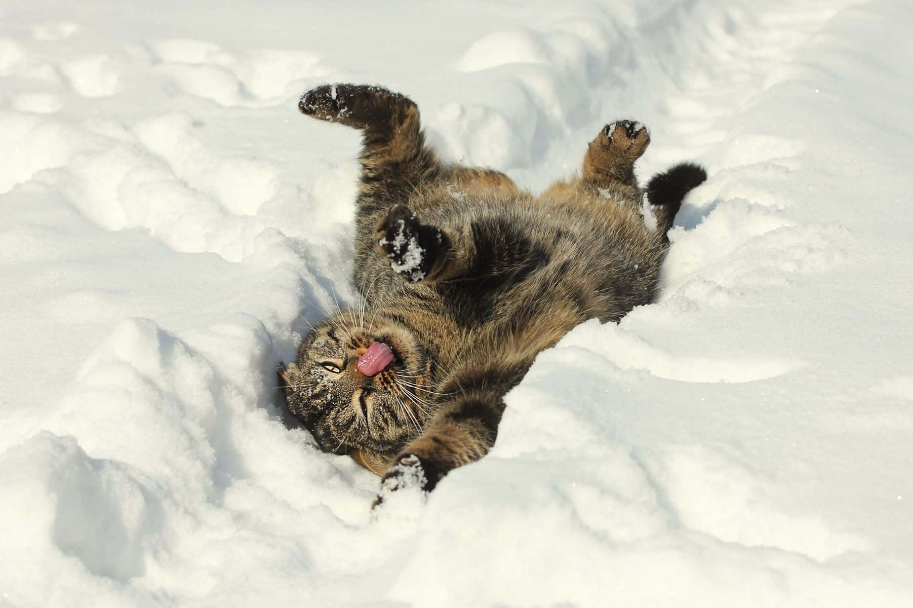 Download A Majestic Winter Fox Wallpaper