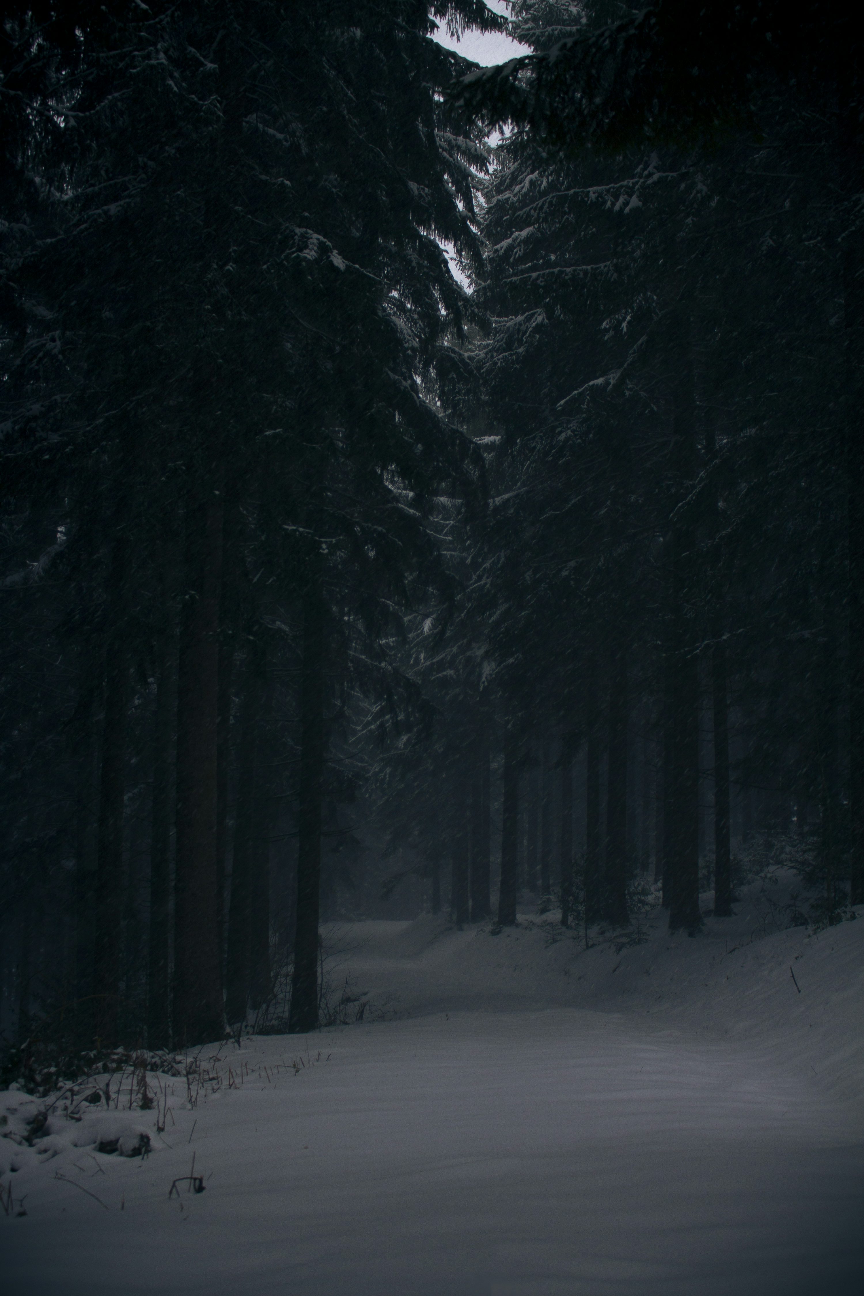 Pine trees covered by snow at daytime photo