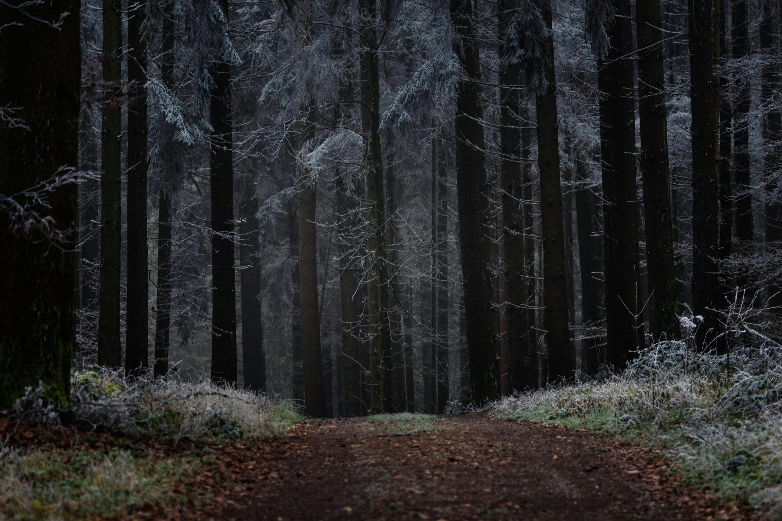 Mysterious Winter Forest Pathway · Free