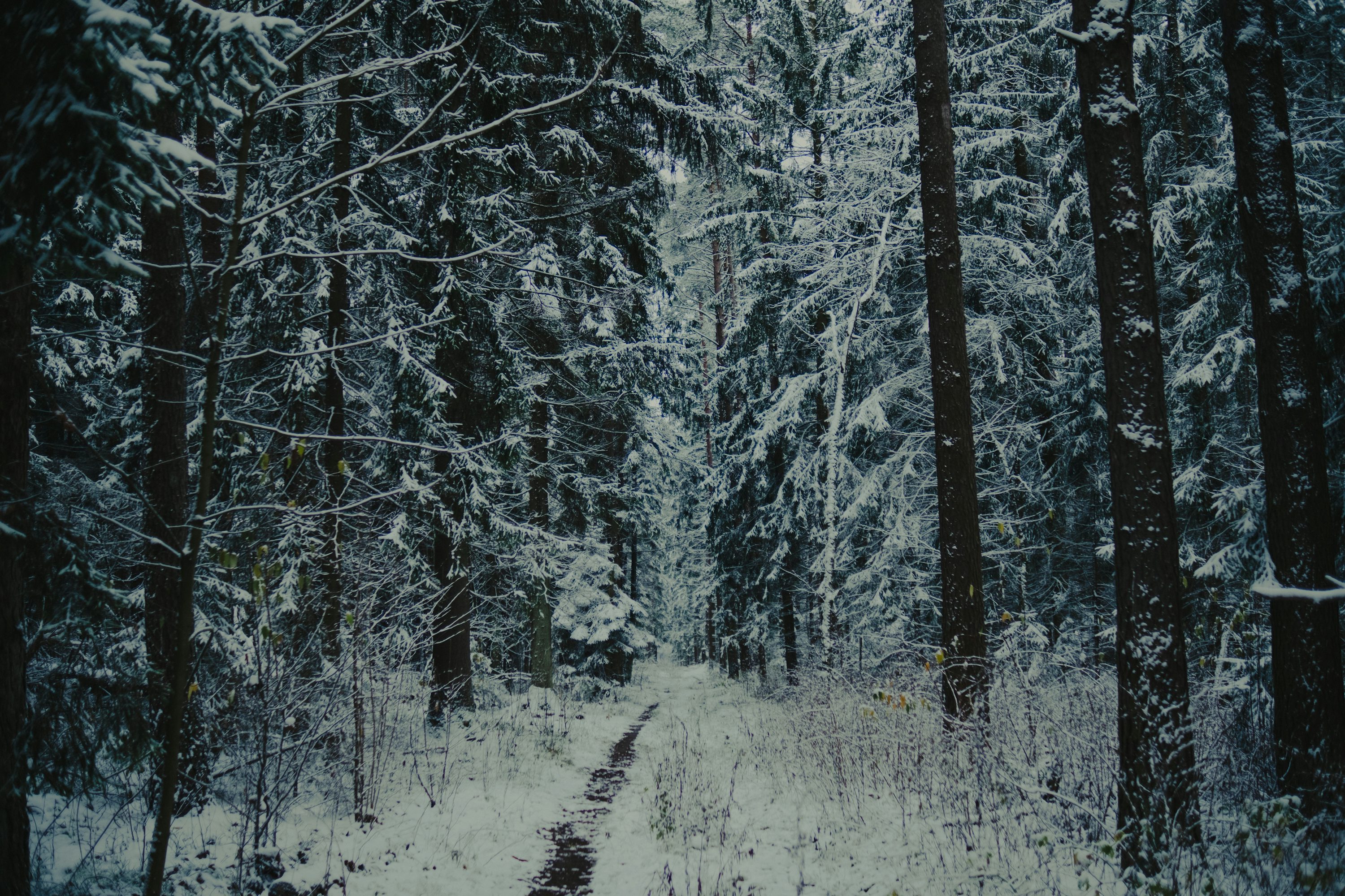 Snow Covered Path Through A Dark, Evergreen Forest Photo