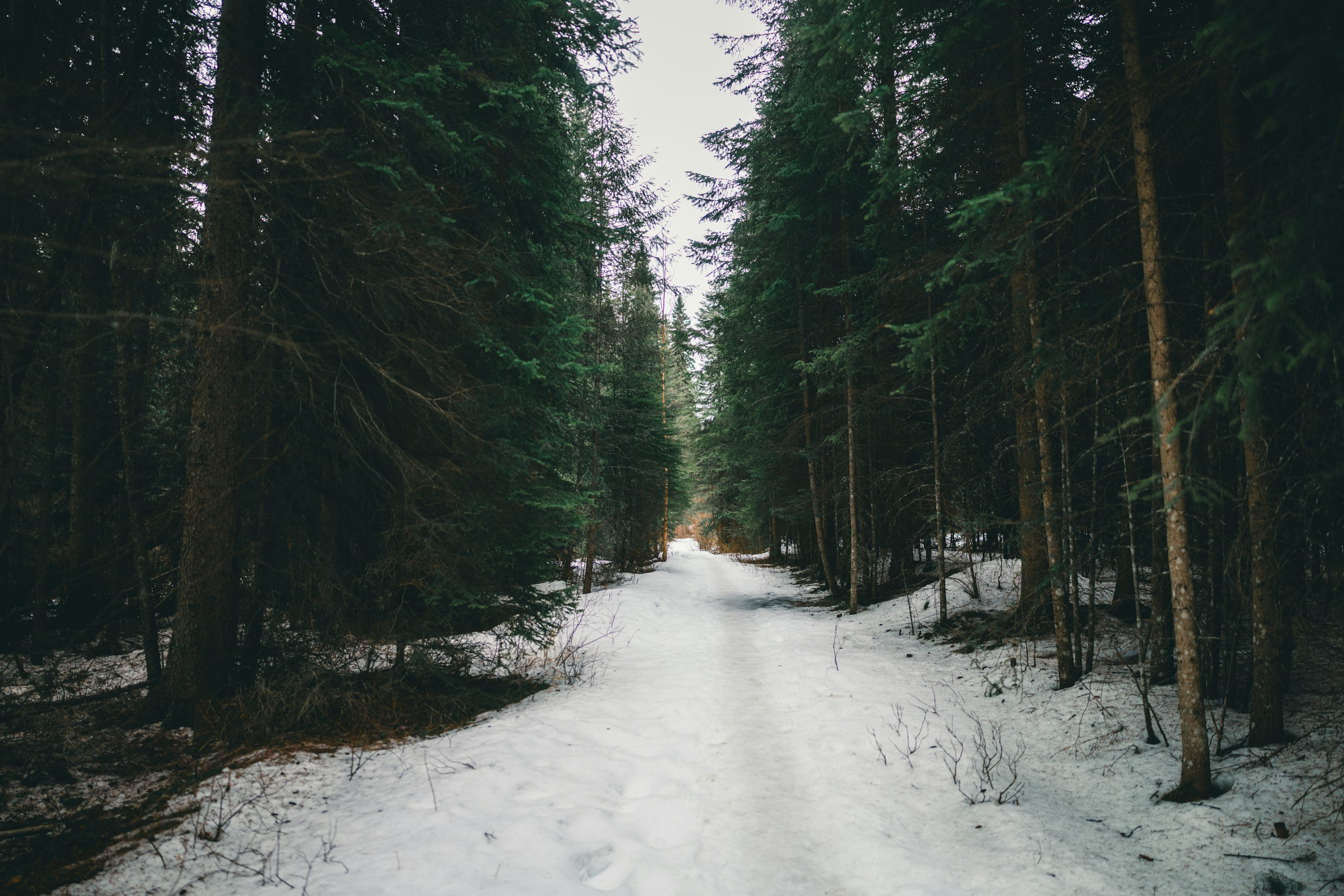 Snowy path through a dark forest. photo