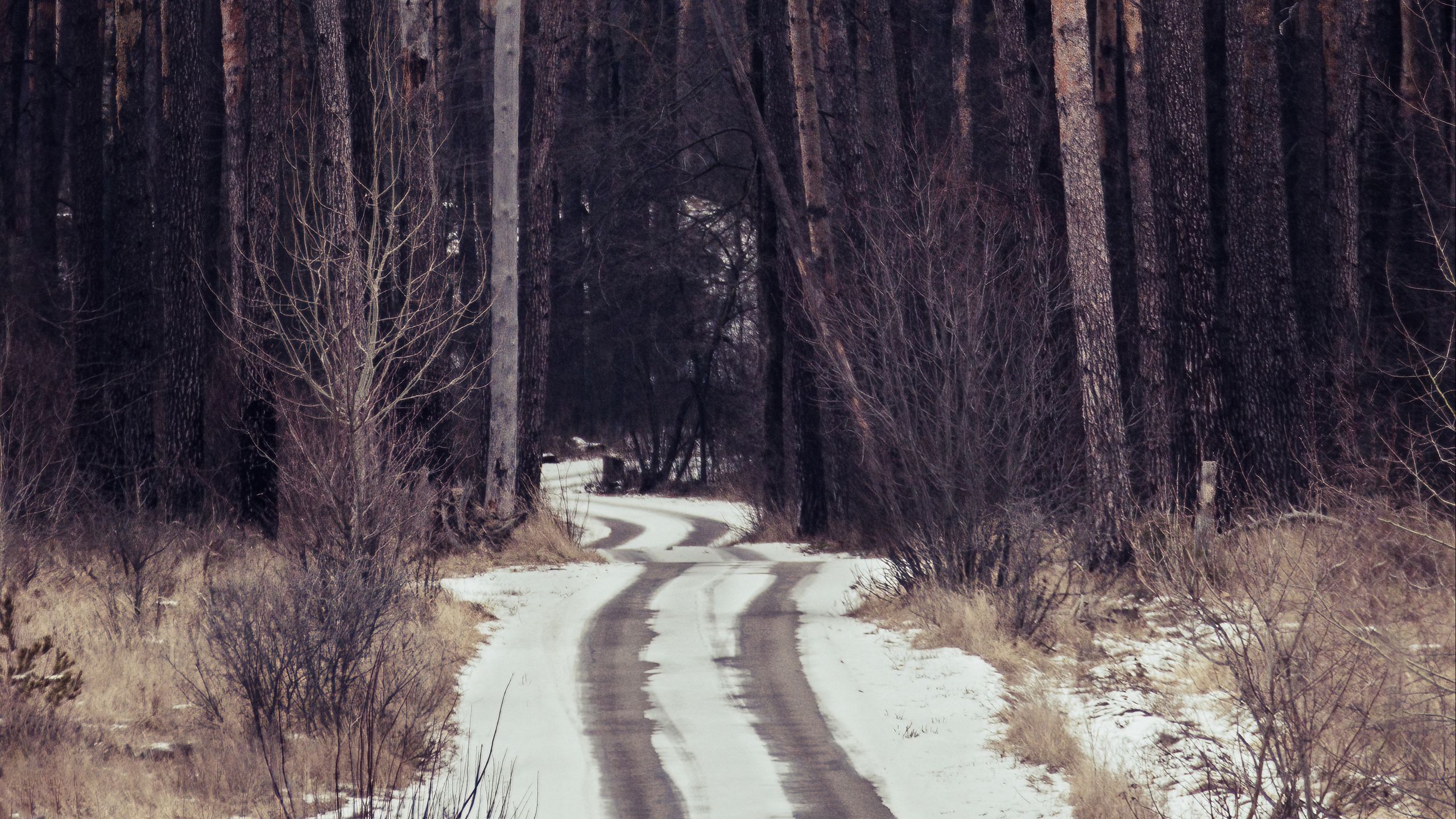 Forest Trees Path Snow Traces Dark Background HD Nature Wallpaper
