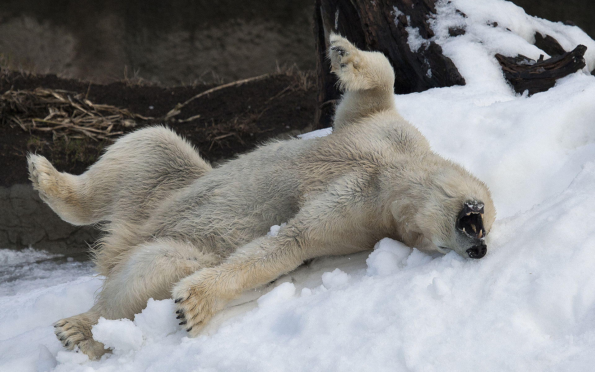 animals, Polar, Bear, Winter, Snow, Mood, Happy, Fun, Play Wallpaper HD / Desktop and Mobile Background