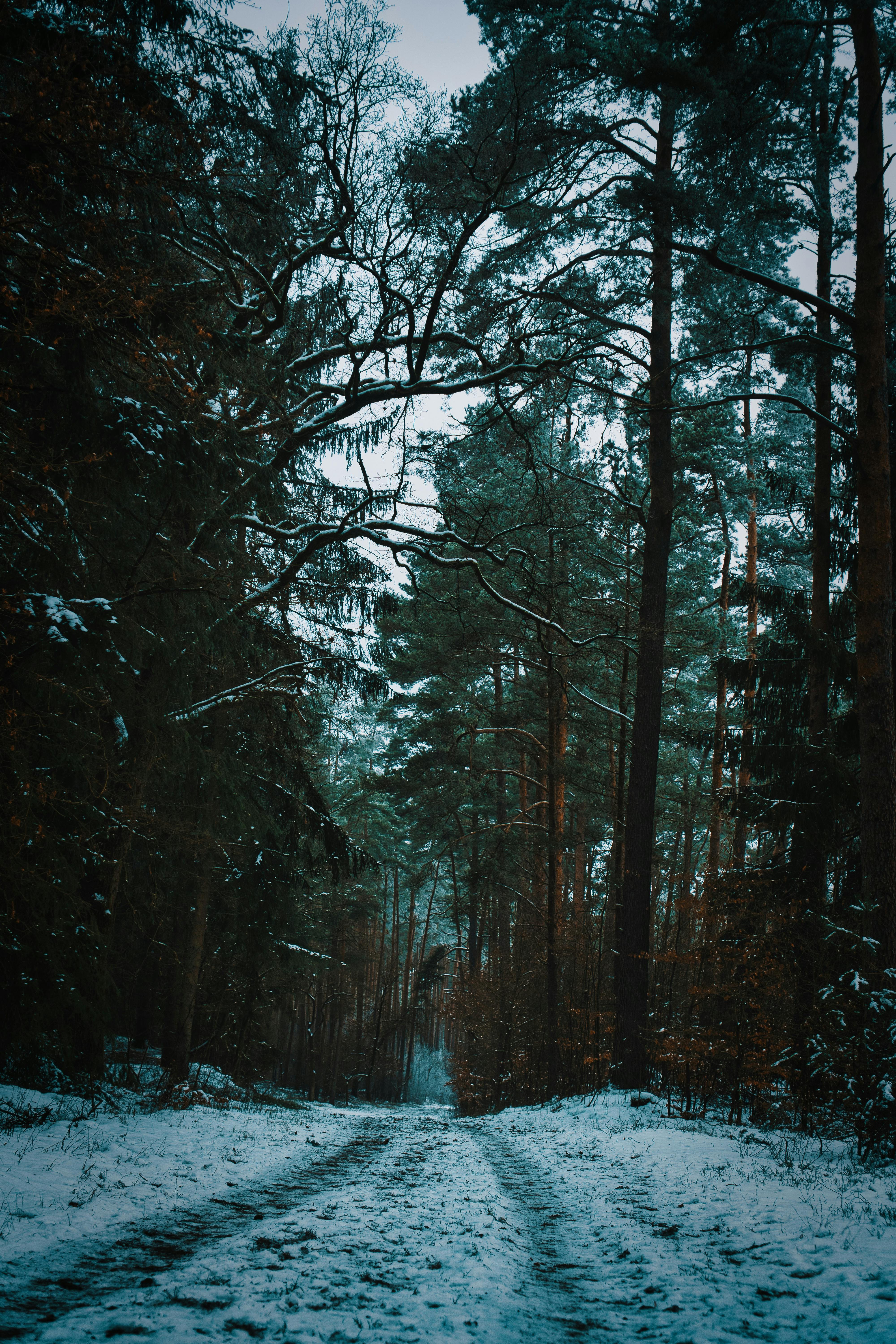 Dirt Road in Snow · Free