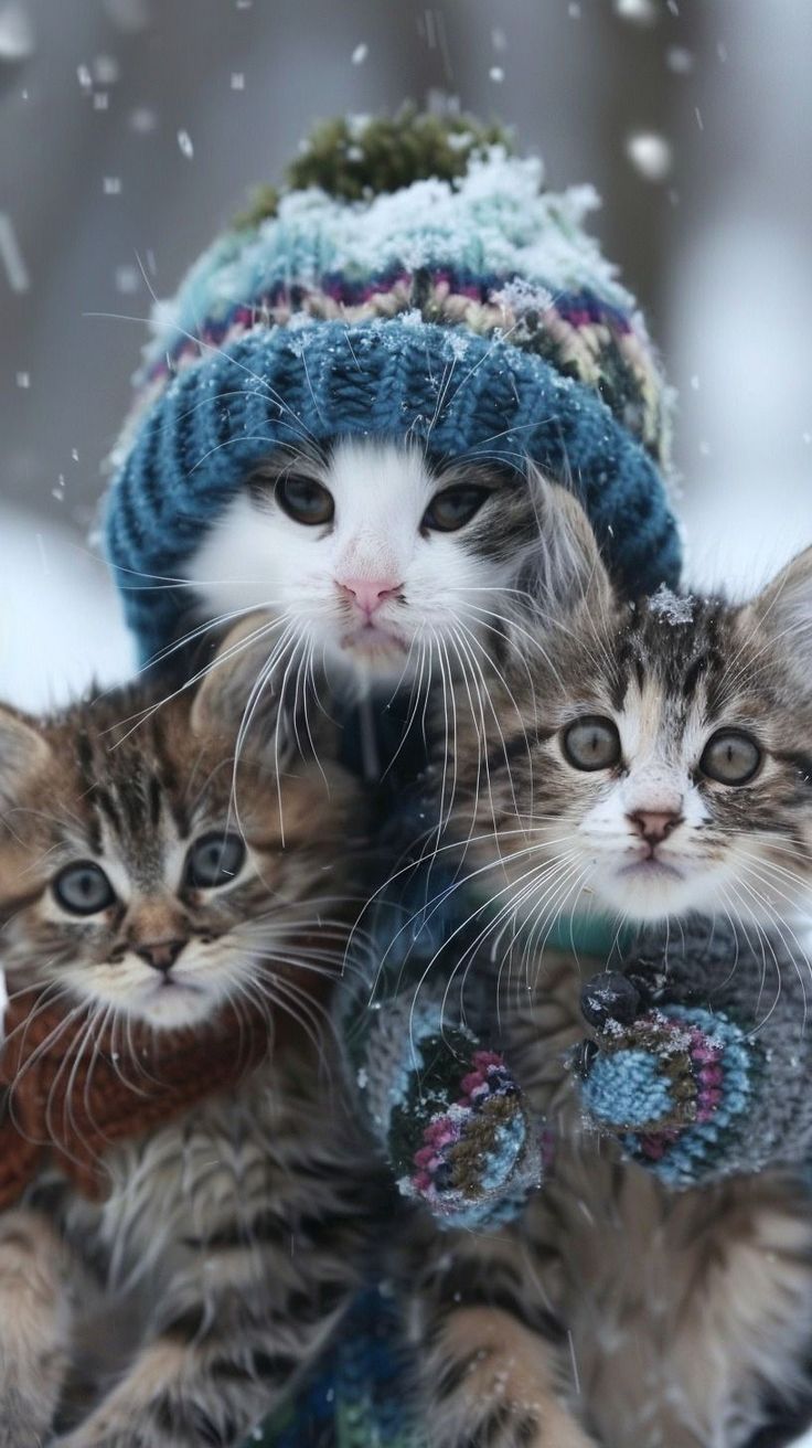 Arctic Animal Antics animal photo animal print wallpaper animals antic silly animals. Cat memes, Funny cute cats, Funny animals