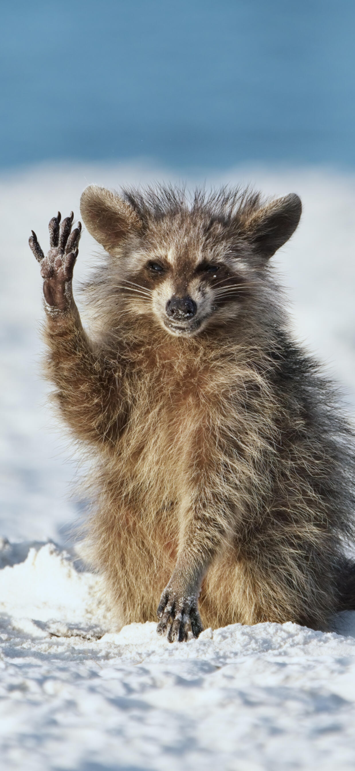 Funny funny raccoon · 1242x2688 iPhone XS Max free photo from webphp and wallpaper