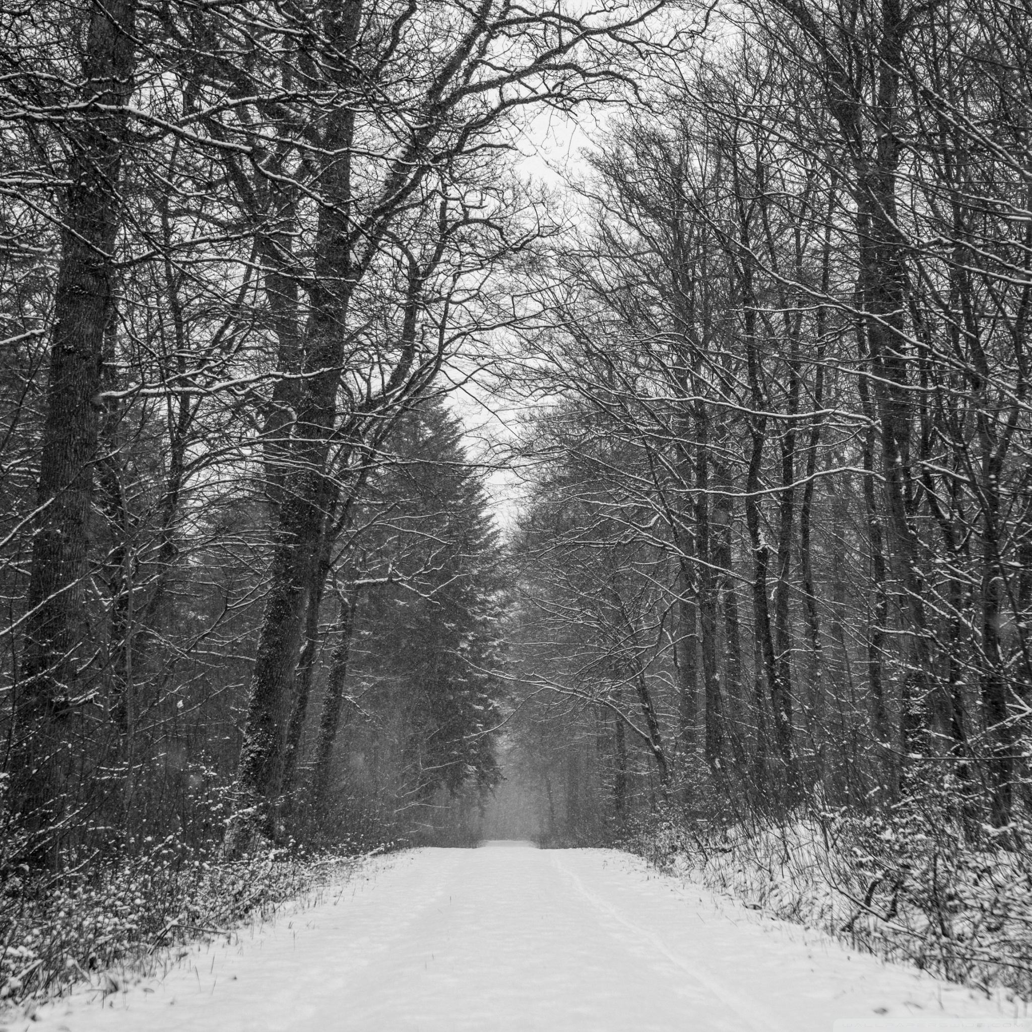 Forest Path Winter 4K UHD Wallpaper for UltraHD Desktop and TV, Widescreen and UltraWide Display, Smartphone and Tablet Devices