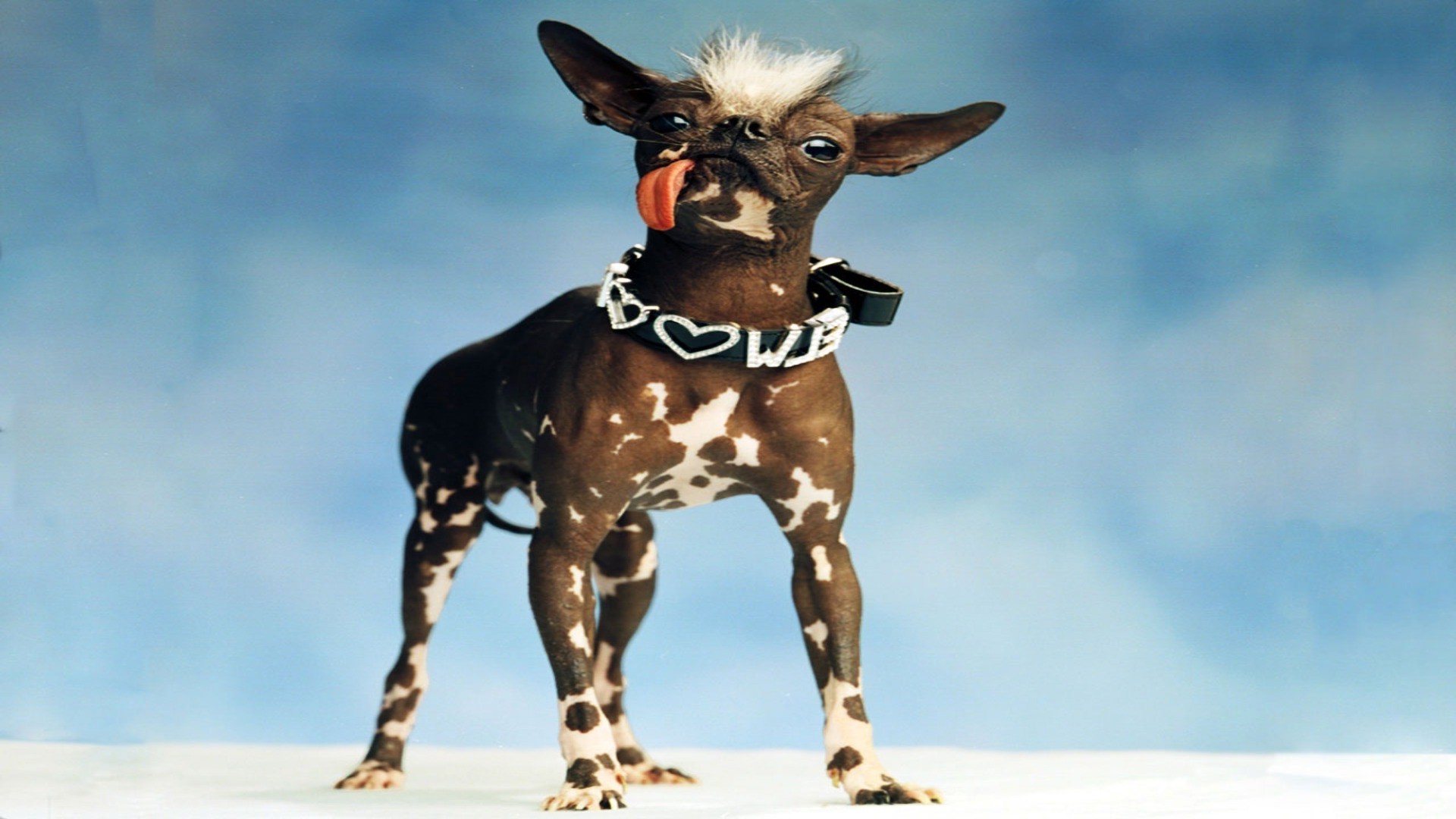 Funny dog in a collar in winter