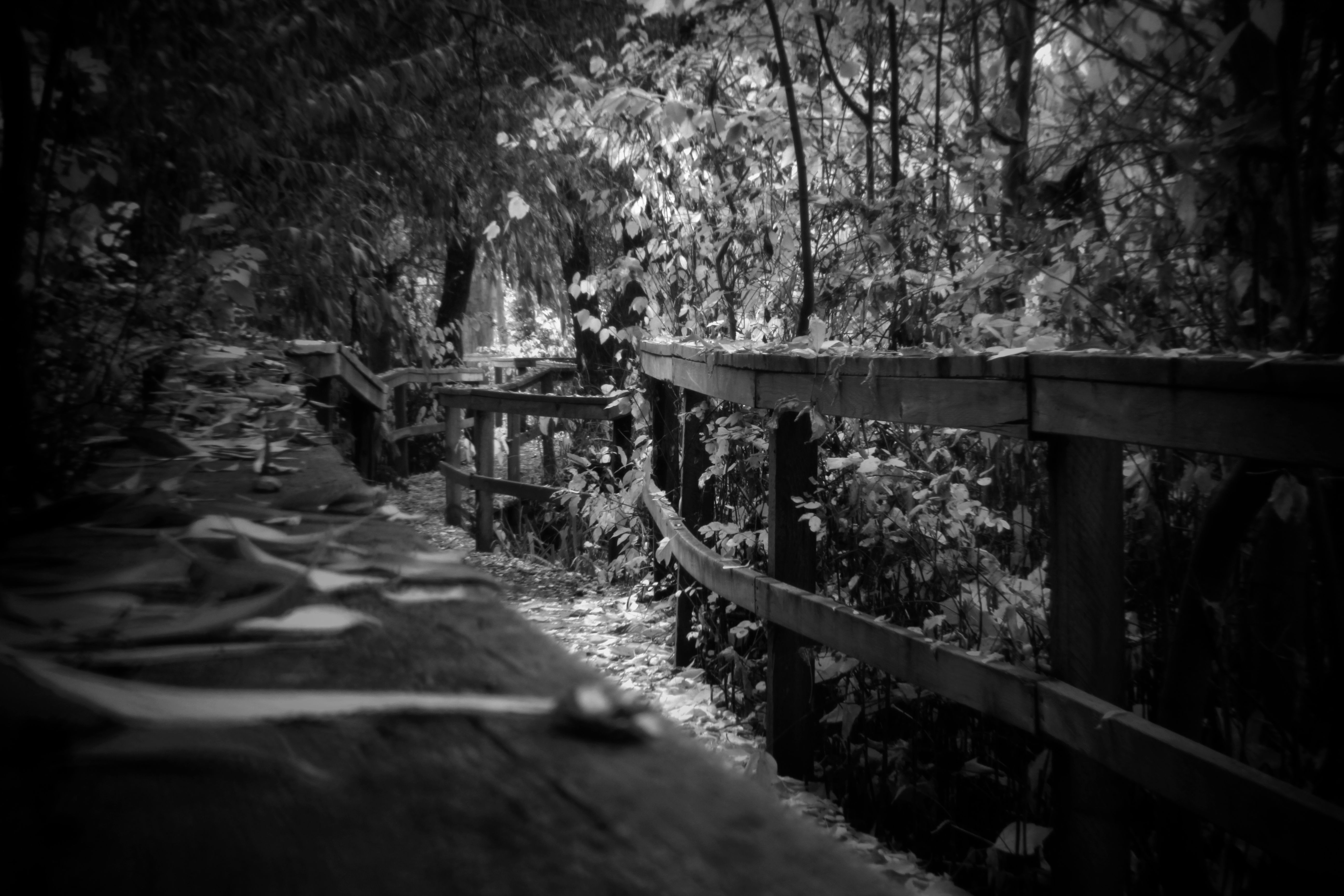 Free Image, tree, forest, path, pathway, winter, black and white, night, sunlight, morning, fall, autumn, darkness, season, trees, leaves, outdoors, bw, blackandwhite, canada, britishcolumbia, bc, okanagan, holgalens, contrasts, monochrome