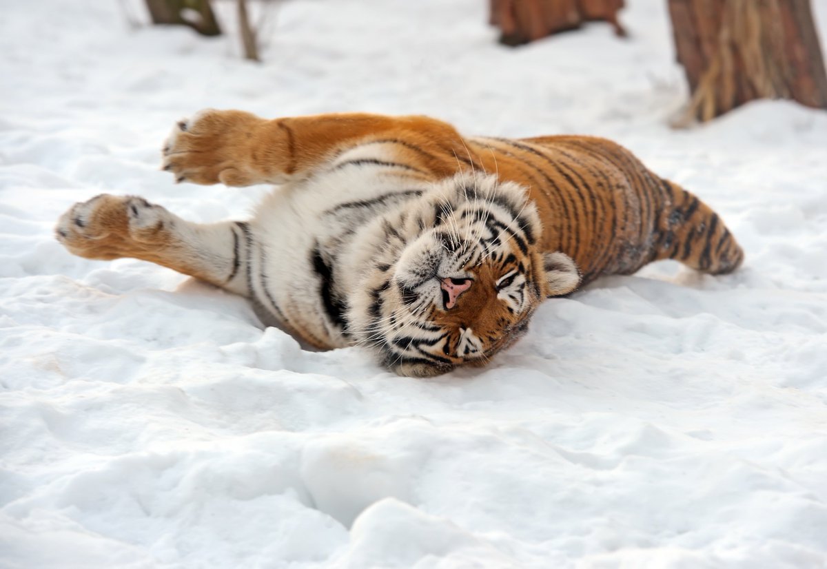 Satisfied tiger on snow #winter #tiger #tigers #funnyAnimals