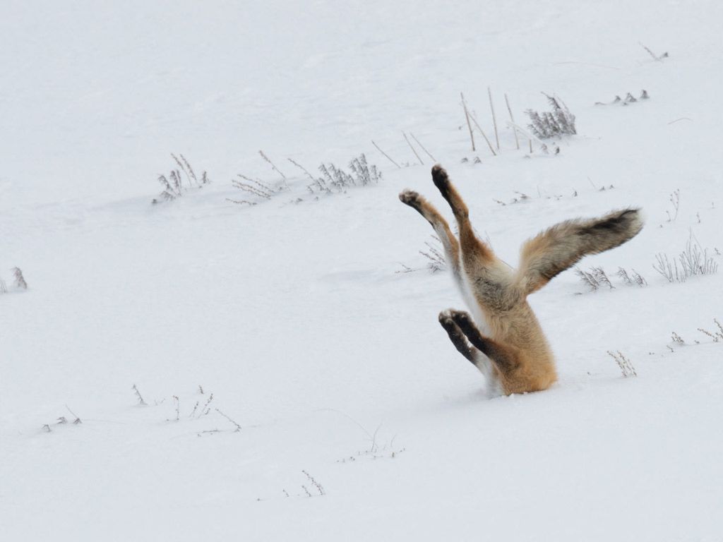 These Photo are Basically the Animal Kingdom's Blooper Reel. Condé Nast Traveler