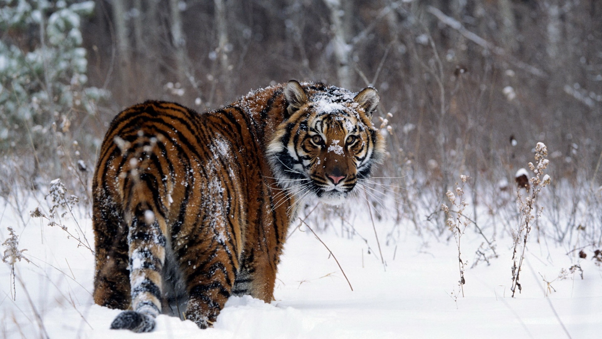 Funny tiger in winter forest Desktop wallpaper 1400x1050