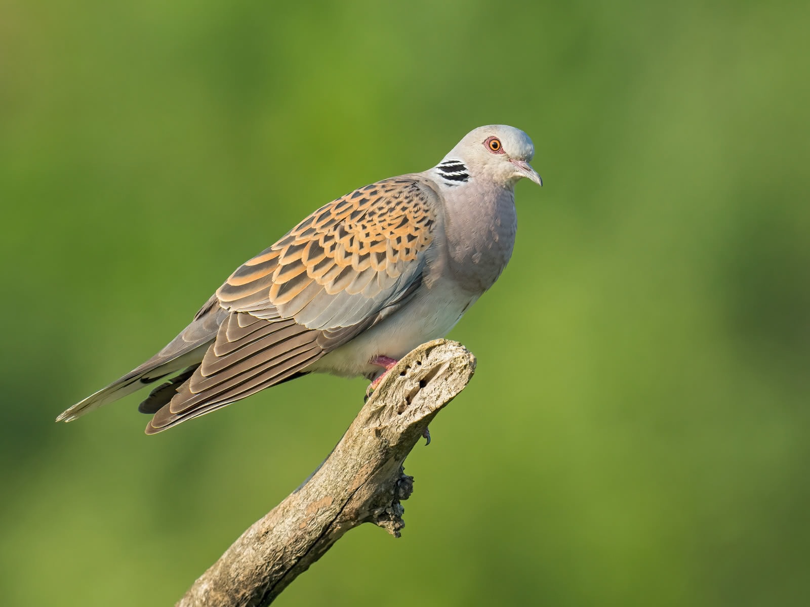 vogelwarte.ch Turtle Dove