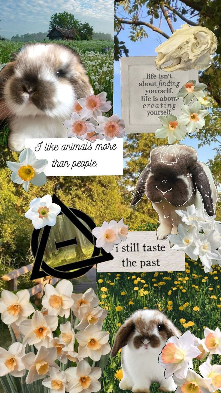 therian wallpaper /rabbit